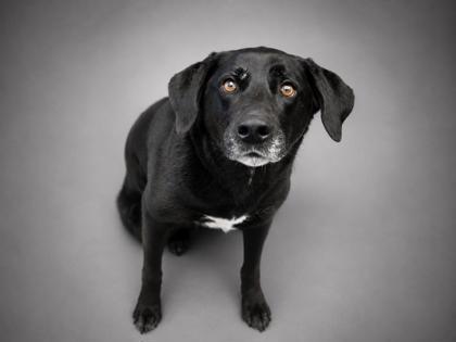 Delilah (Bonded w/ Sampson), a Adoptable mixed breed in Bowling Green, KY image 3/3