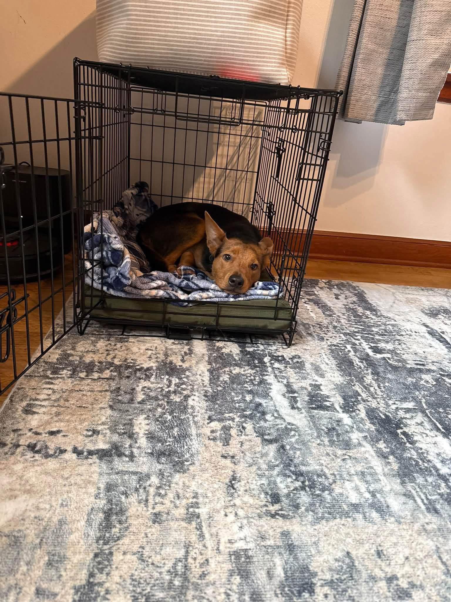 Enlarge Finch, a Adoptable mixed breed in New London, WI image 2/3