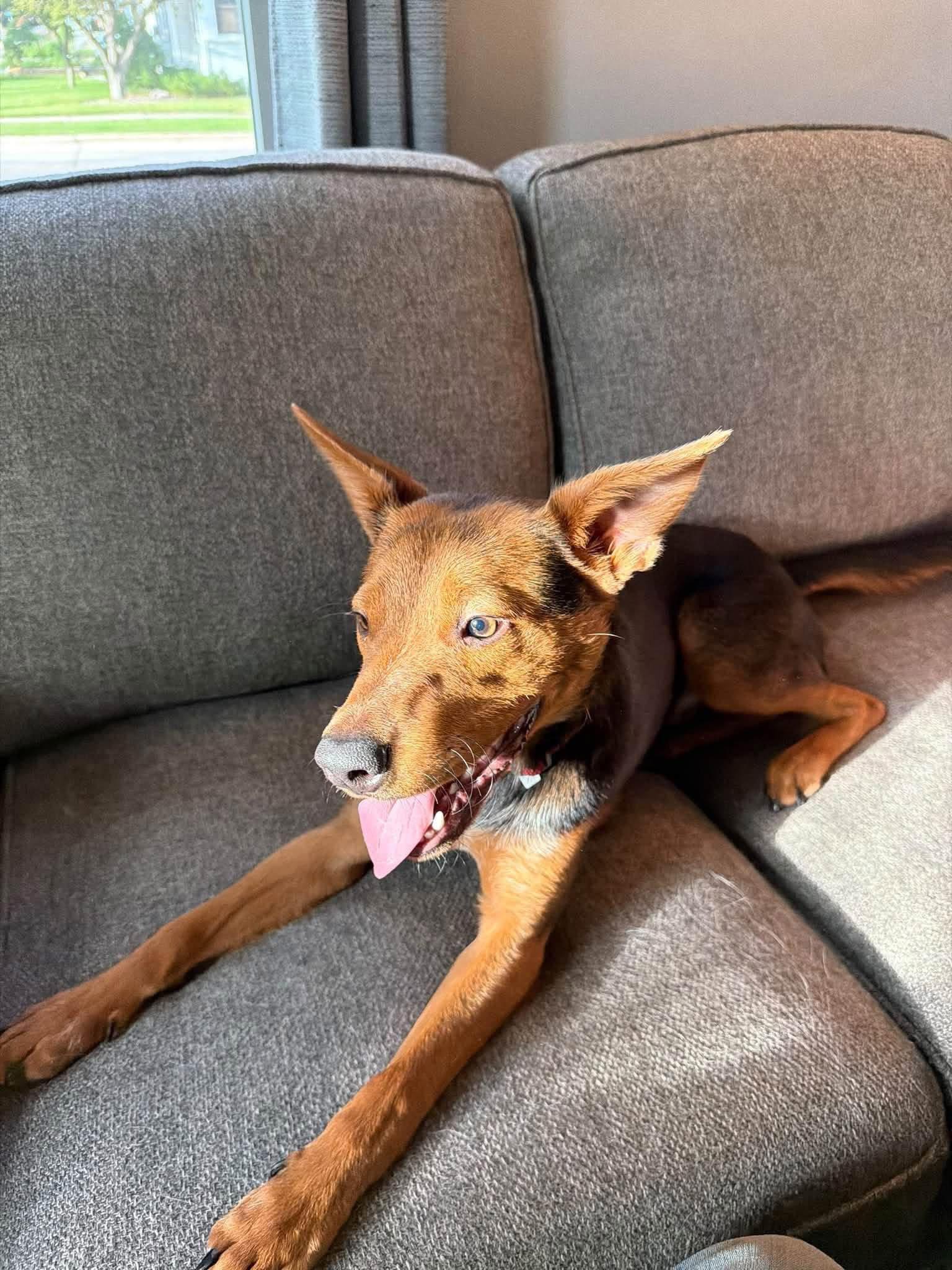 Enlarge Finch, a Adoptable mixed breed in New London, WI image 3/3