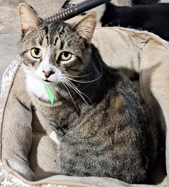 Enlarge Kryptonite, a ADOPTABLE Domestic Short Hair in Mansfield, OH image 1/2