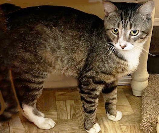 Enlarge Kryptonite, a ADOPTABLE Domestic Short Hair in Mansfield, OH image 2/2