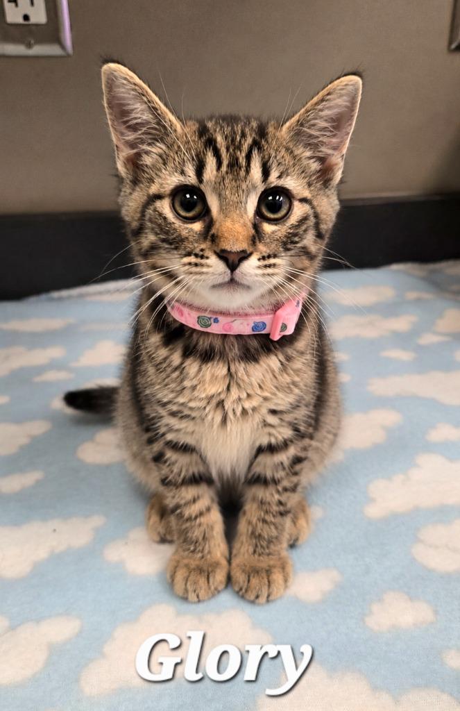 Glory, Adopted, Kitten Female Domestic Short Hair.