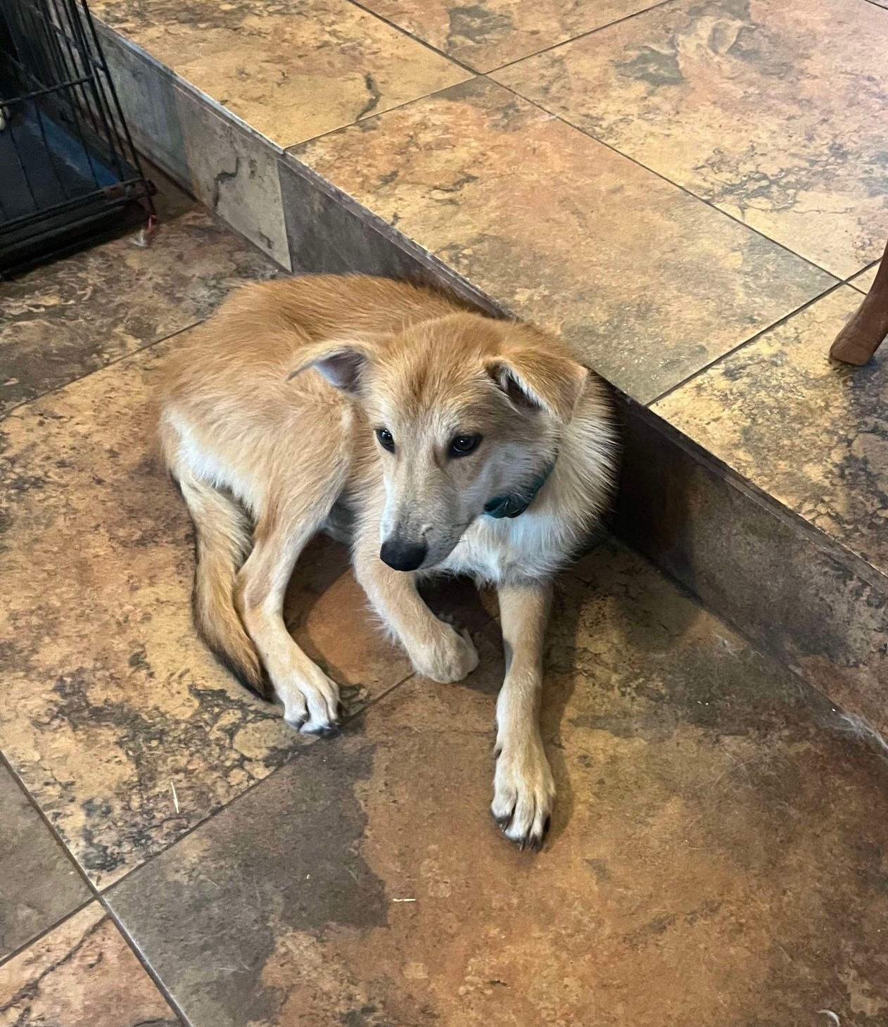 Enlarge Sandy, a Adoptable mixed breed in San Antonio, TX image 1/3