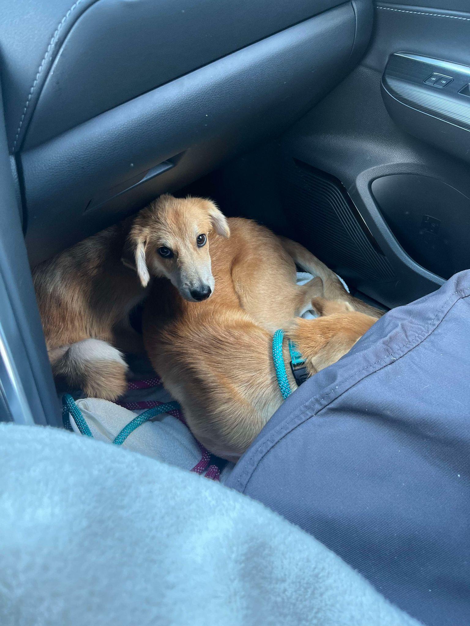 Enlarge Sandy, a Adoptable mixed breed in San Antonio, TX image 2/3