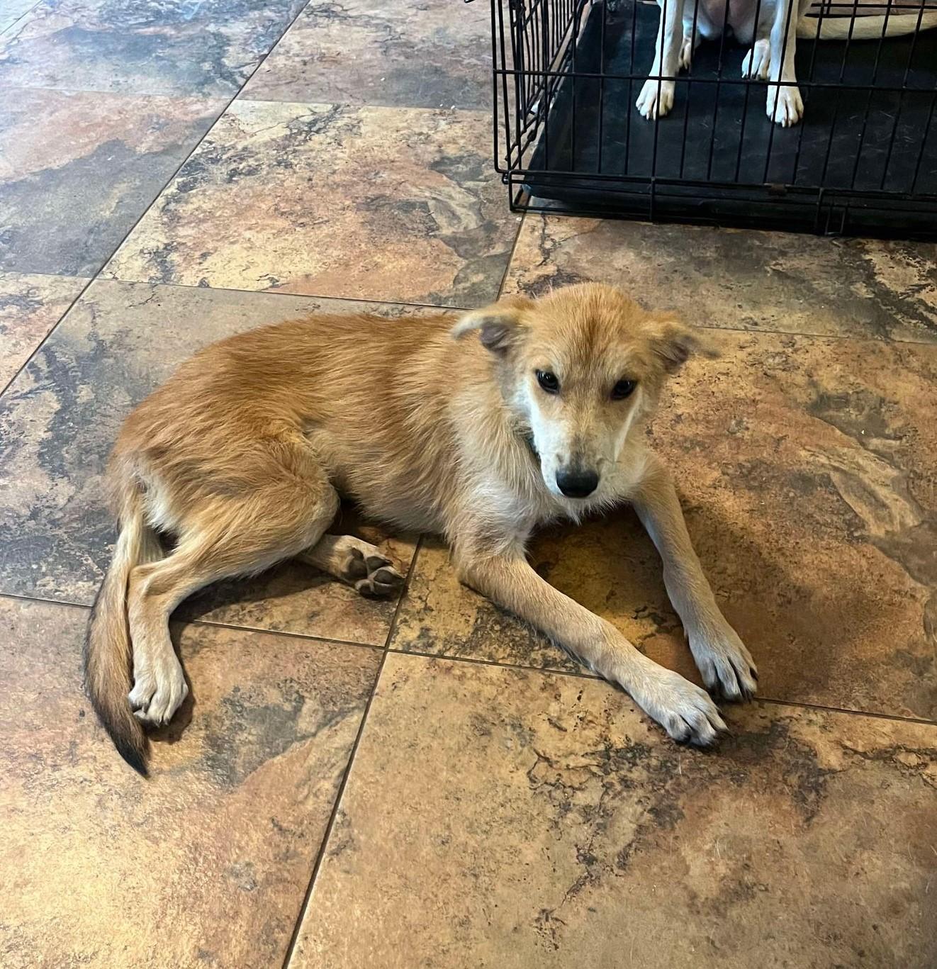 Enlarge Sandy, a Adoptable mixed breed in San Antonio, TX image 3/3