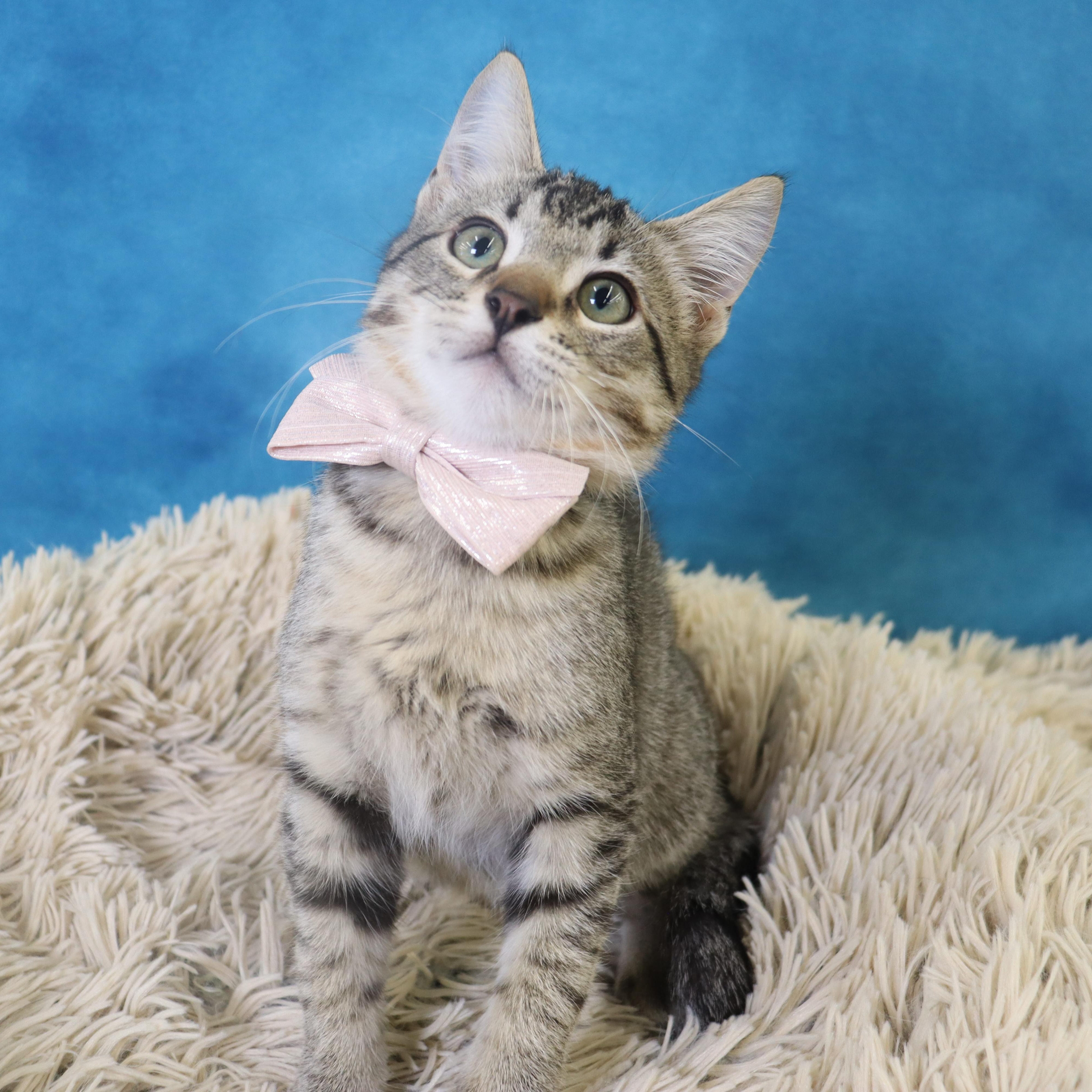 Enlarge Bigfoot - Adorable Baby Boy, a Adoptable mixed breed in League City, TX image 1/6