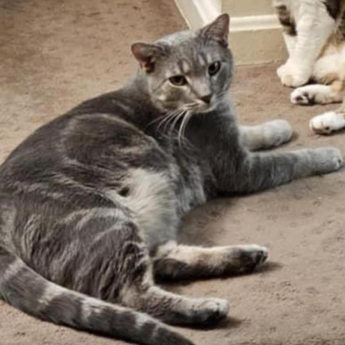 Charlie, an adopted Domestic Short Hair in Verona, PA_image-1