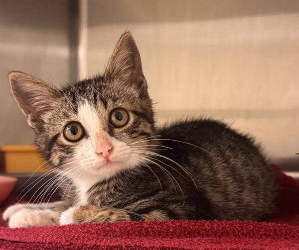SYLVIE, Adoptable, Kitten Female Domestic Short Hair.