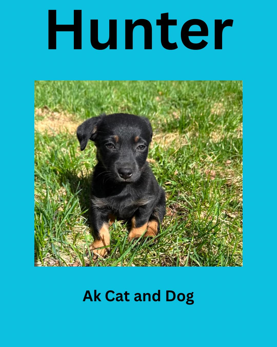 Enlarge Hunter (Princess pup #6), a Adopted mixed breed in Wasilla, AK image 1/1