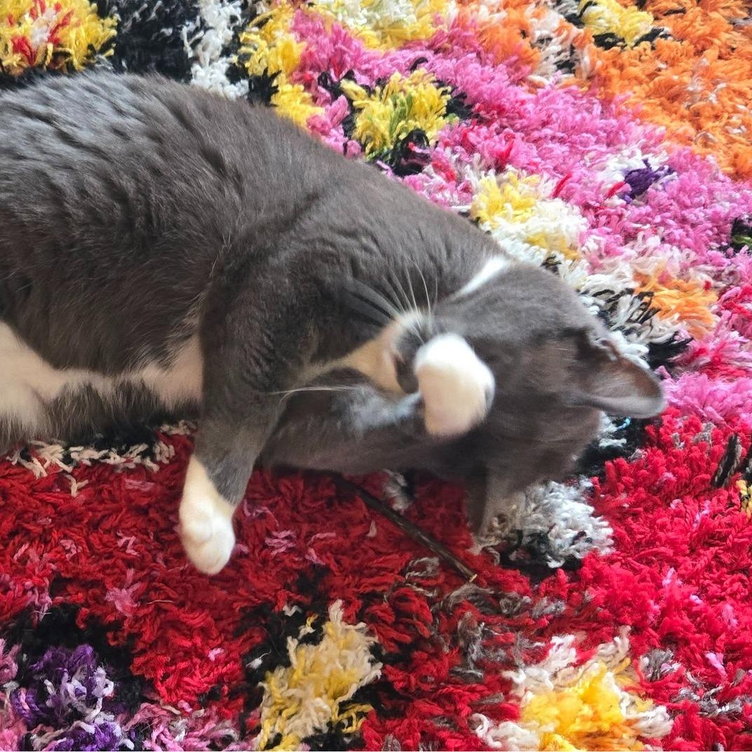 Smokey, Adult Male Tuxedo