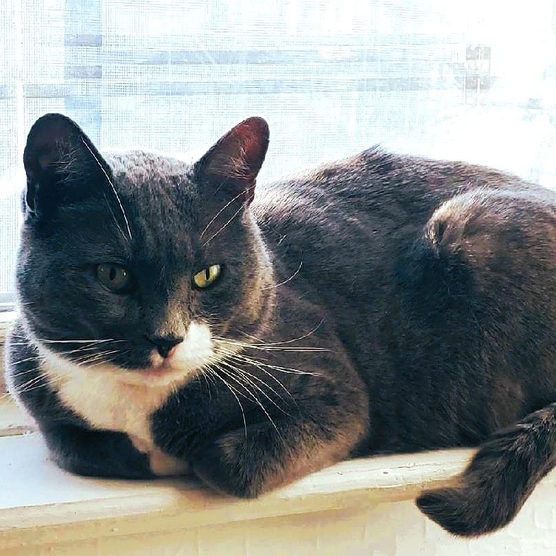 Smokey, a Adoptable Tuxedo in Brooklyn, NY image 2/2