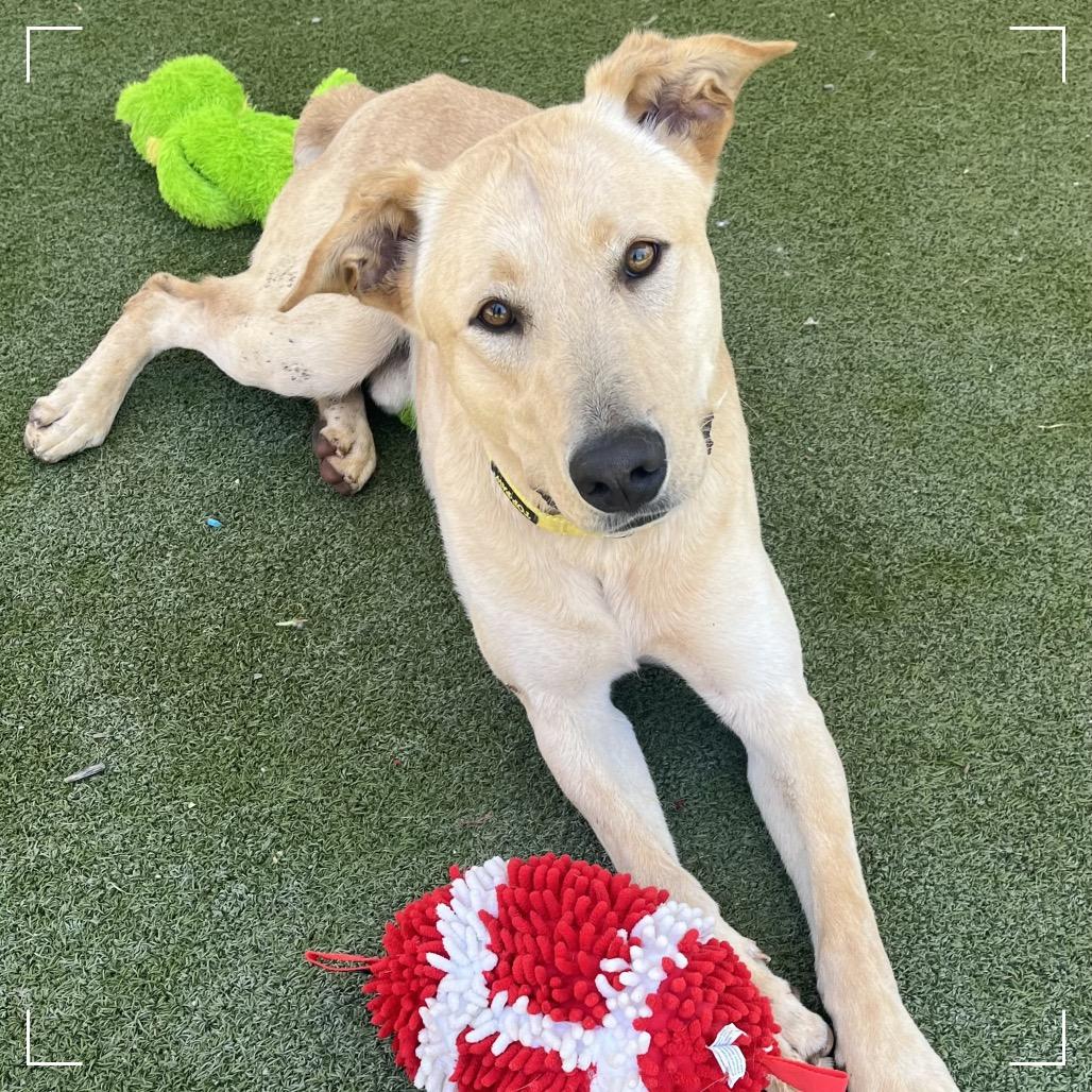 Enlarge MARVIN, a Adoptable mixed breed in Upland, CA image 2/6