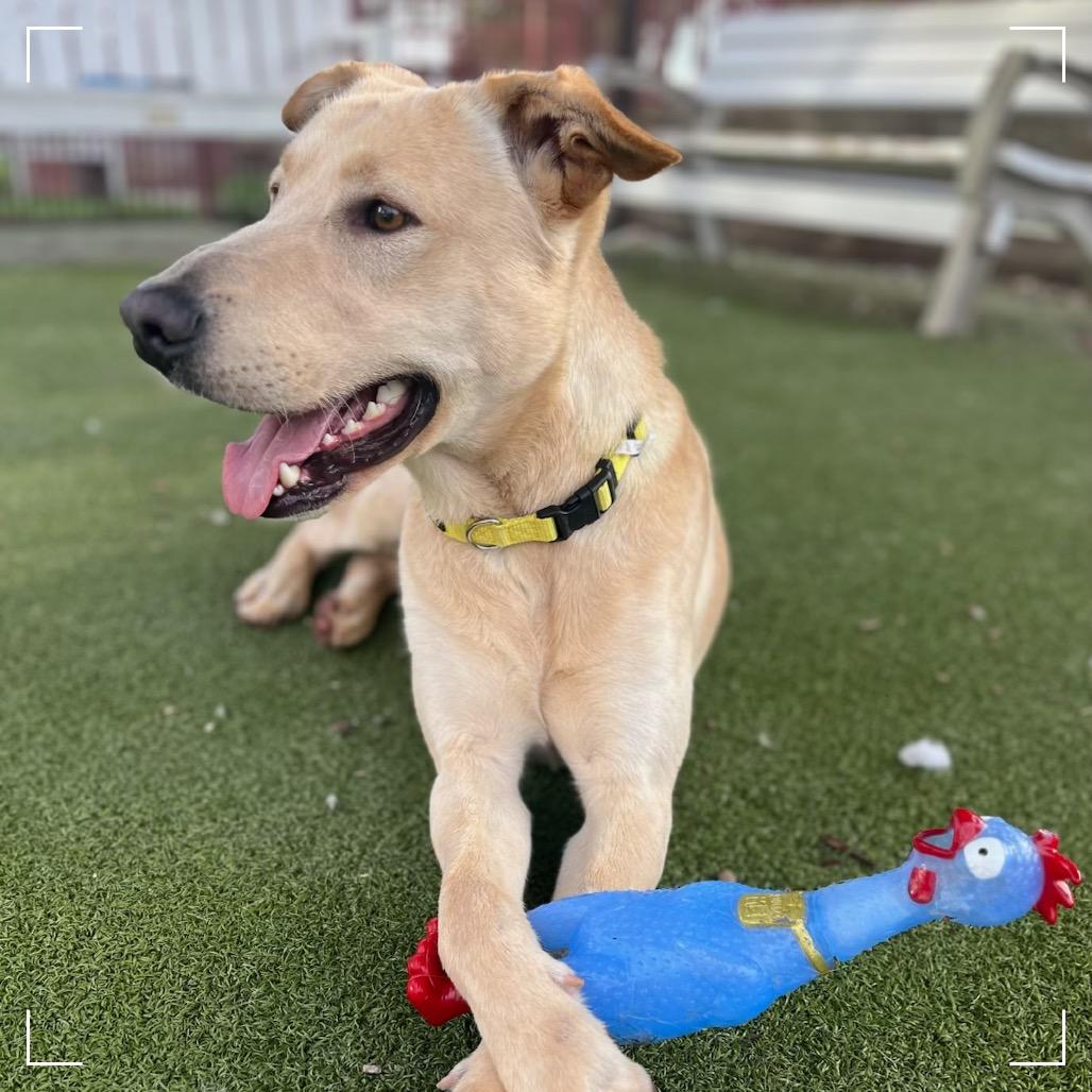 Enlarge MARVIN, a Adoptable mixed breed in Upland, CA image 2/4