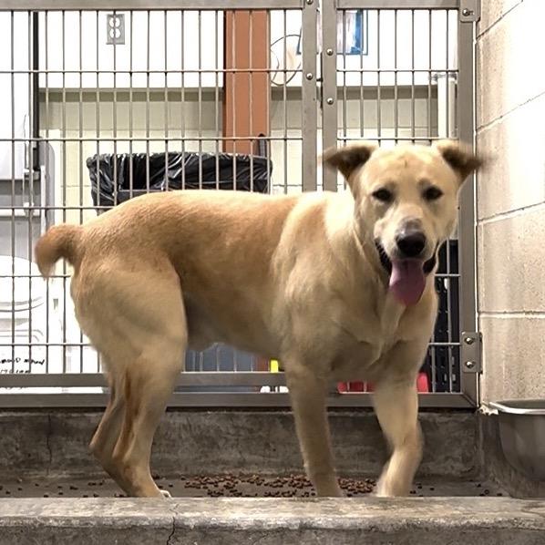 Enlarge MARVIN, a Adoptable mixed breed in Upland, CA image 3/4