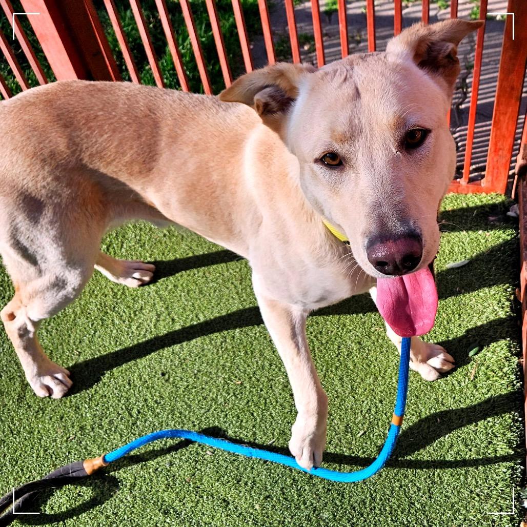 Enlarge MARVIN, a Adoptable mixed breed in Upland, CA image 4/4