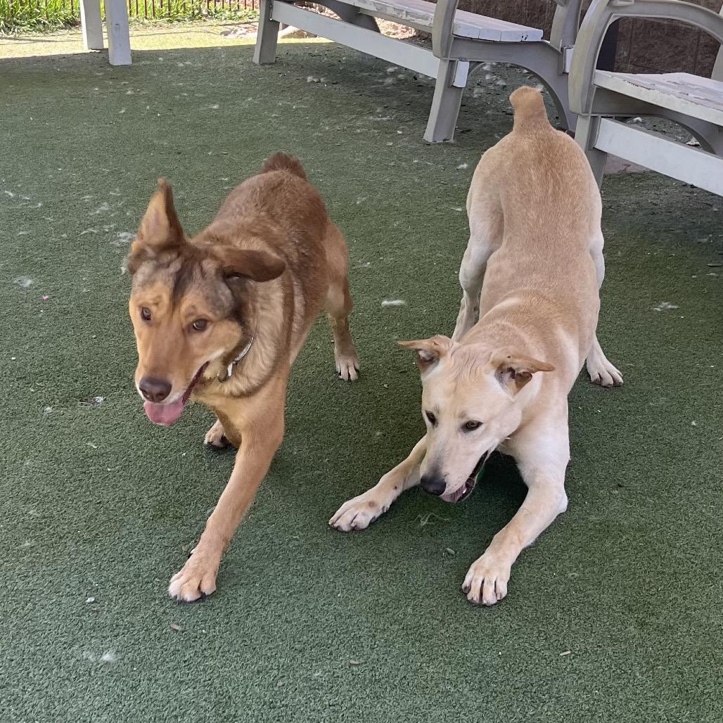 Enlarge MARVIN, a Adoptable mixed breed in Upland, CA image 5/5