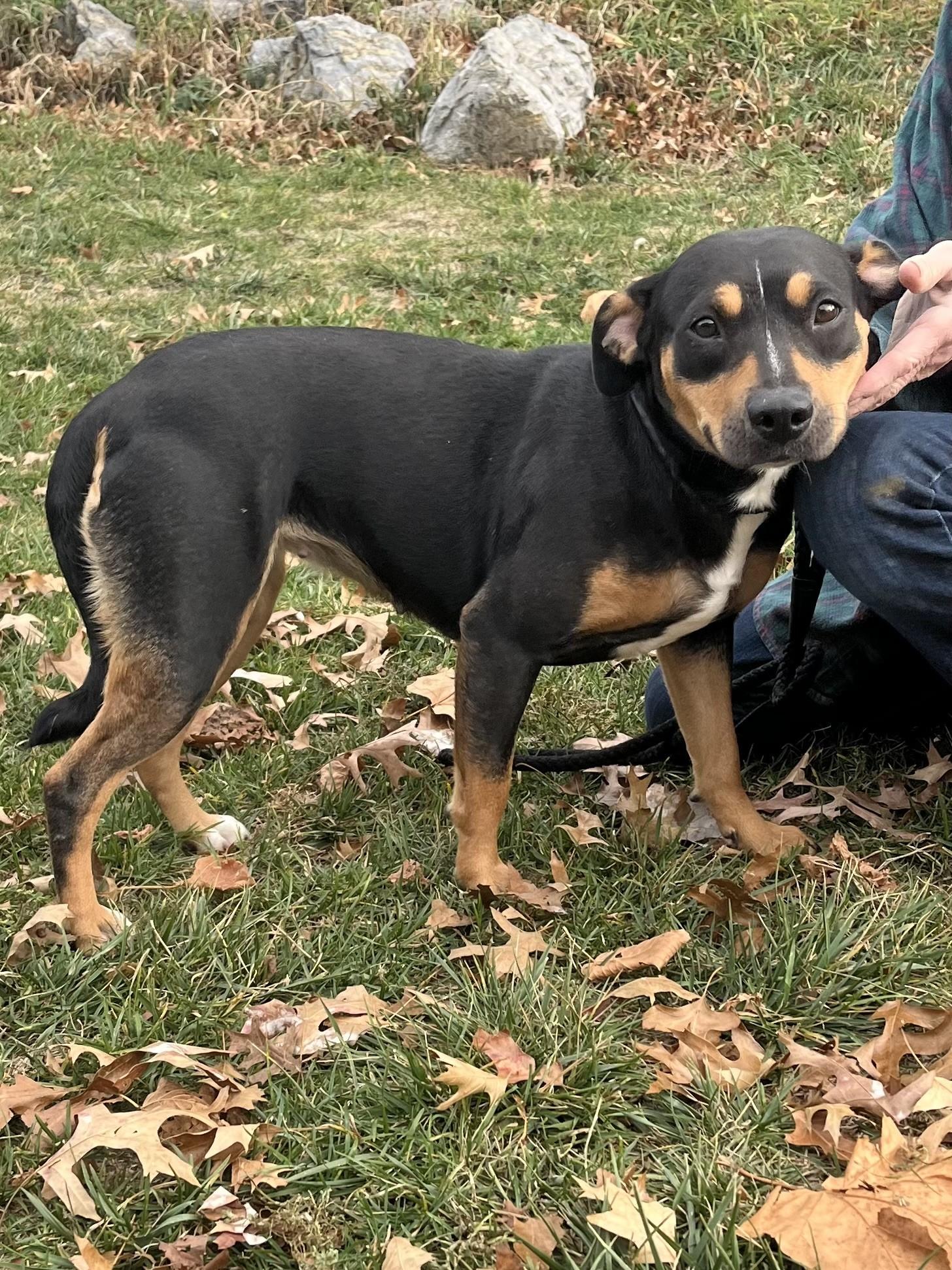 Enlarge Flower, a Adoptable mixed breed in Winchester, VA image 1/4