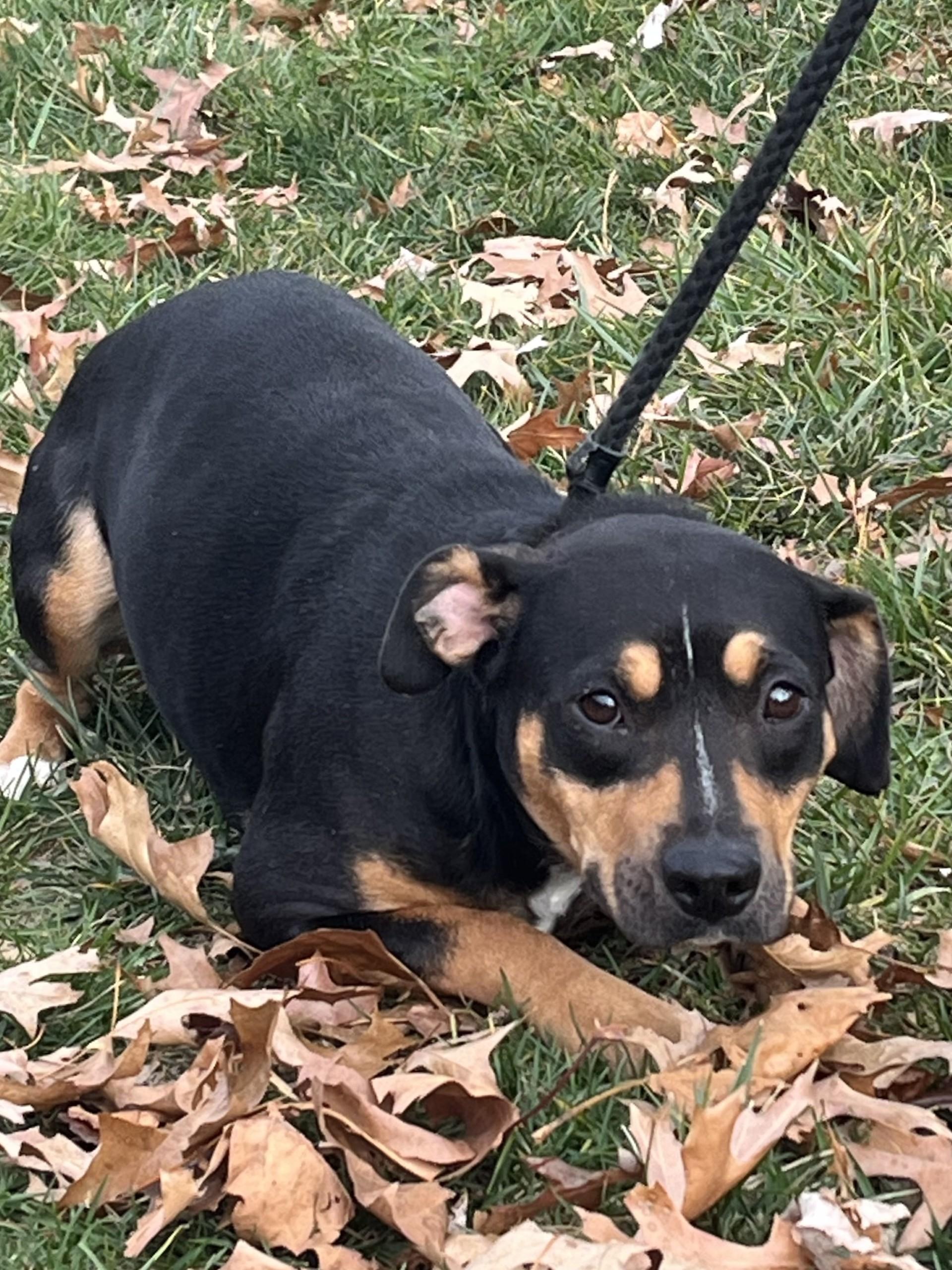 Enlarge Flower, a Adoptable mixed breed in Winchester, VA image 2/4