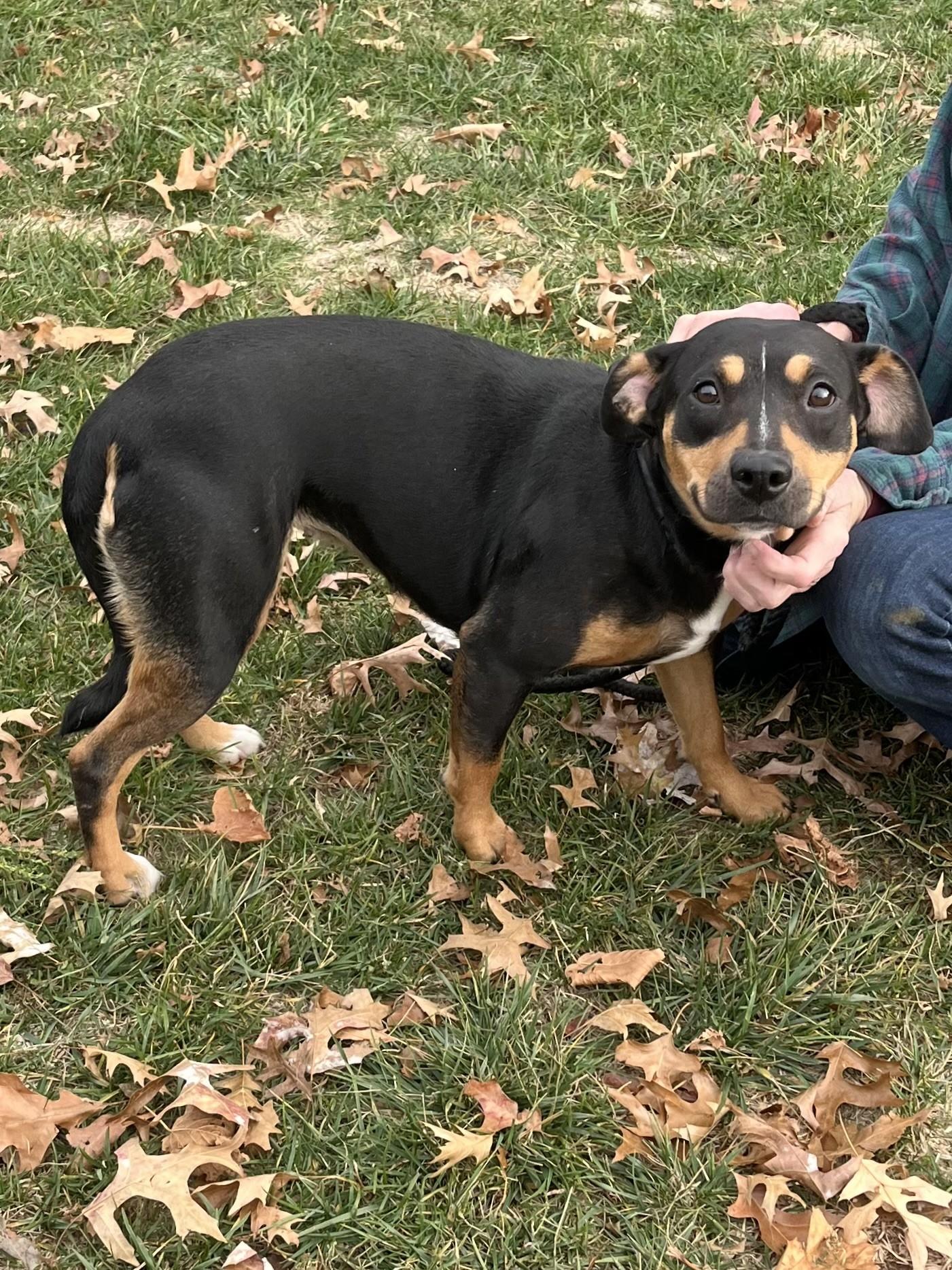 Enlarge Flower, a Adoptable mixed breed in Winchester, VA image 3/4