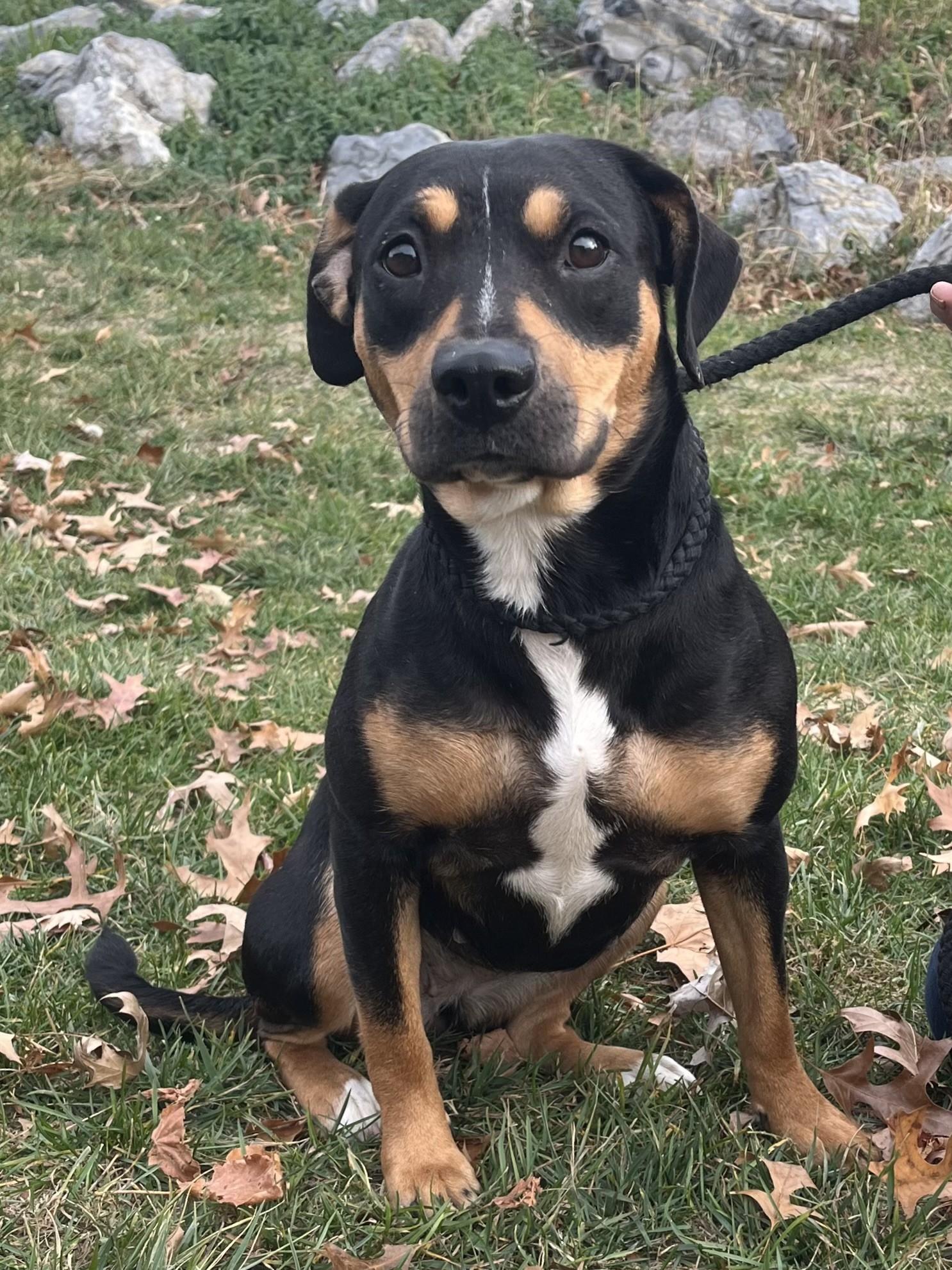 Enlarge Flower, a Adoptable mixed breed in Winchester, VA image 4/4