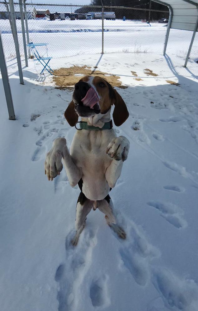 Mallard, a Adoptable Treeing Walker Coonhound in Evansville, IN image 1/6