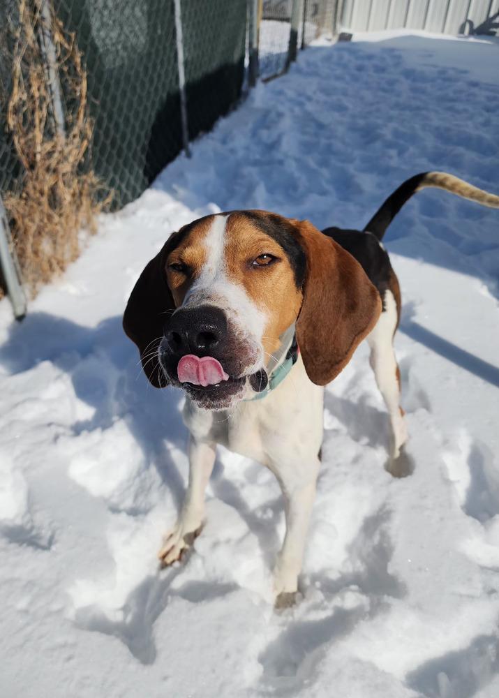 Mallard, a Adoptable Treeing Walker Coonhound in Evansville, IN image 2/6