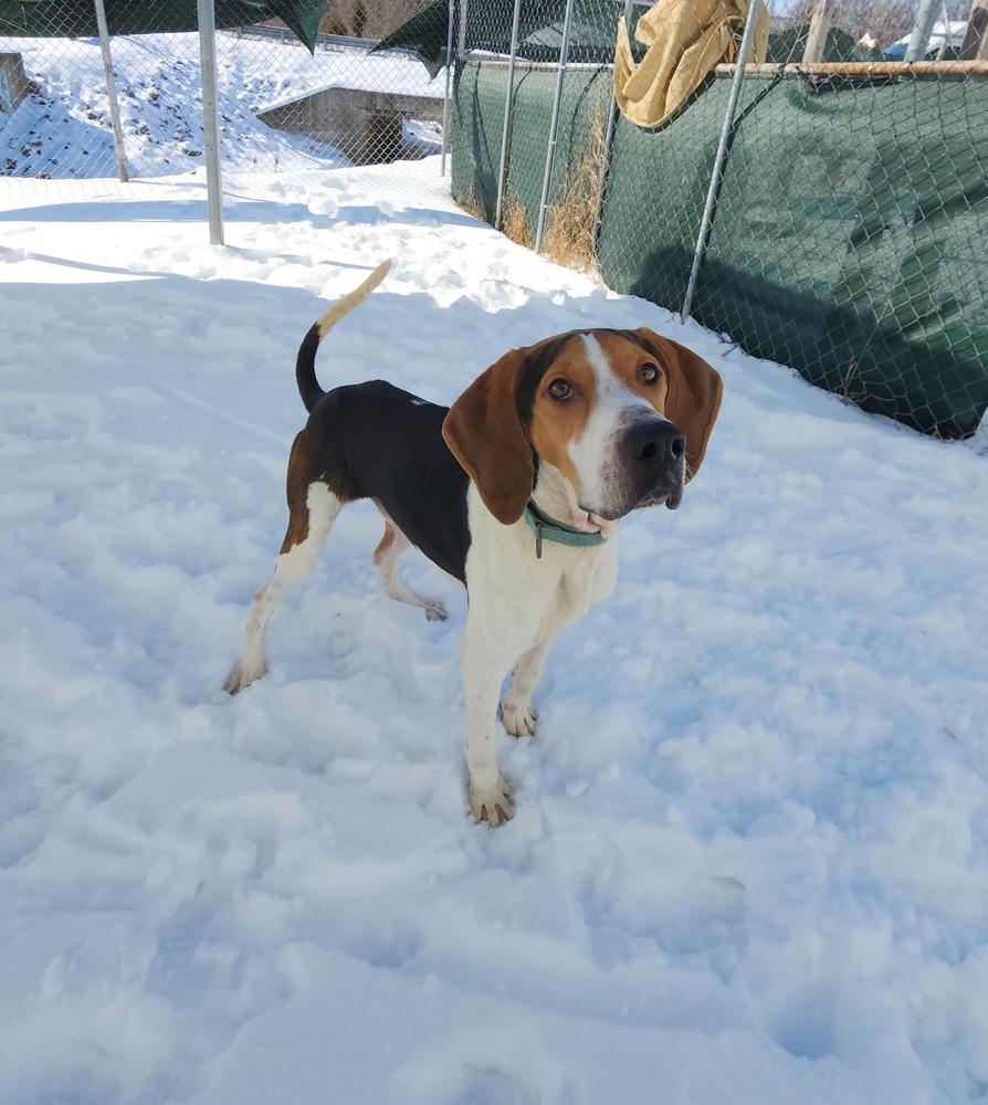 Mallard, a Adoptable Treeing Walker Coonhound in Evansville, IN image 3/6