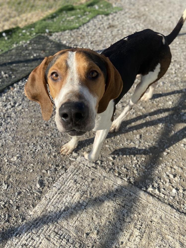 Mallard, a Adoptable Treeing Walker Coonhound in Evansville, IN image 4/6