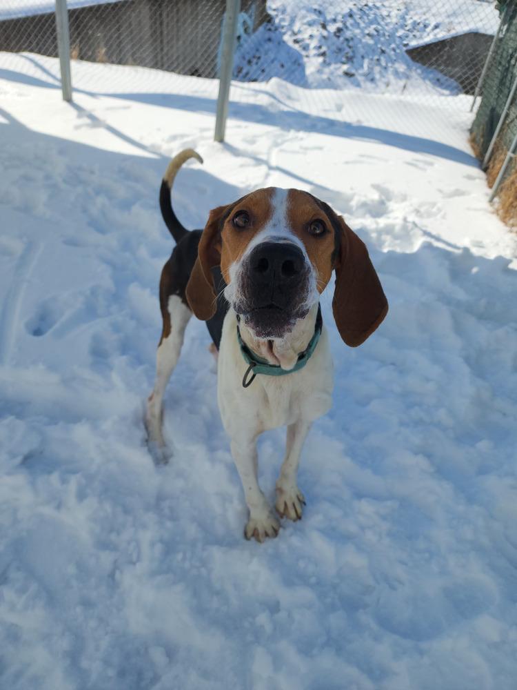 Mallard, a Adoptable Treeing Walker Coonhound in Evansville, IN image 5/6