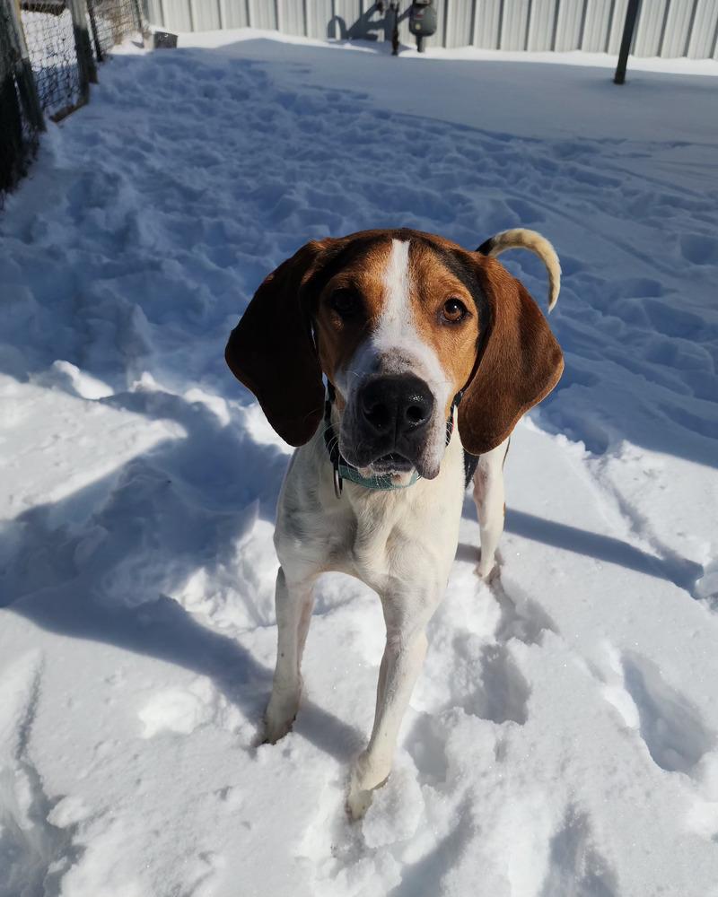 Mallard, a Adoptable Treeing Walker Coonhound in Evansville, IN image 6/6