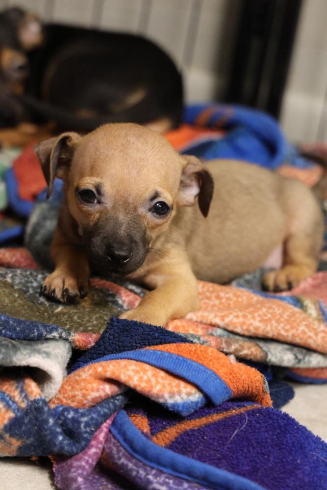 Enlarge Zeezee, a Adoptable mixed breed in TUCSON, AZ image 1/1