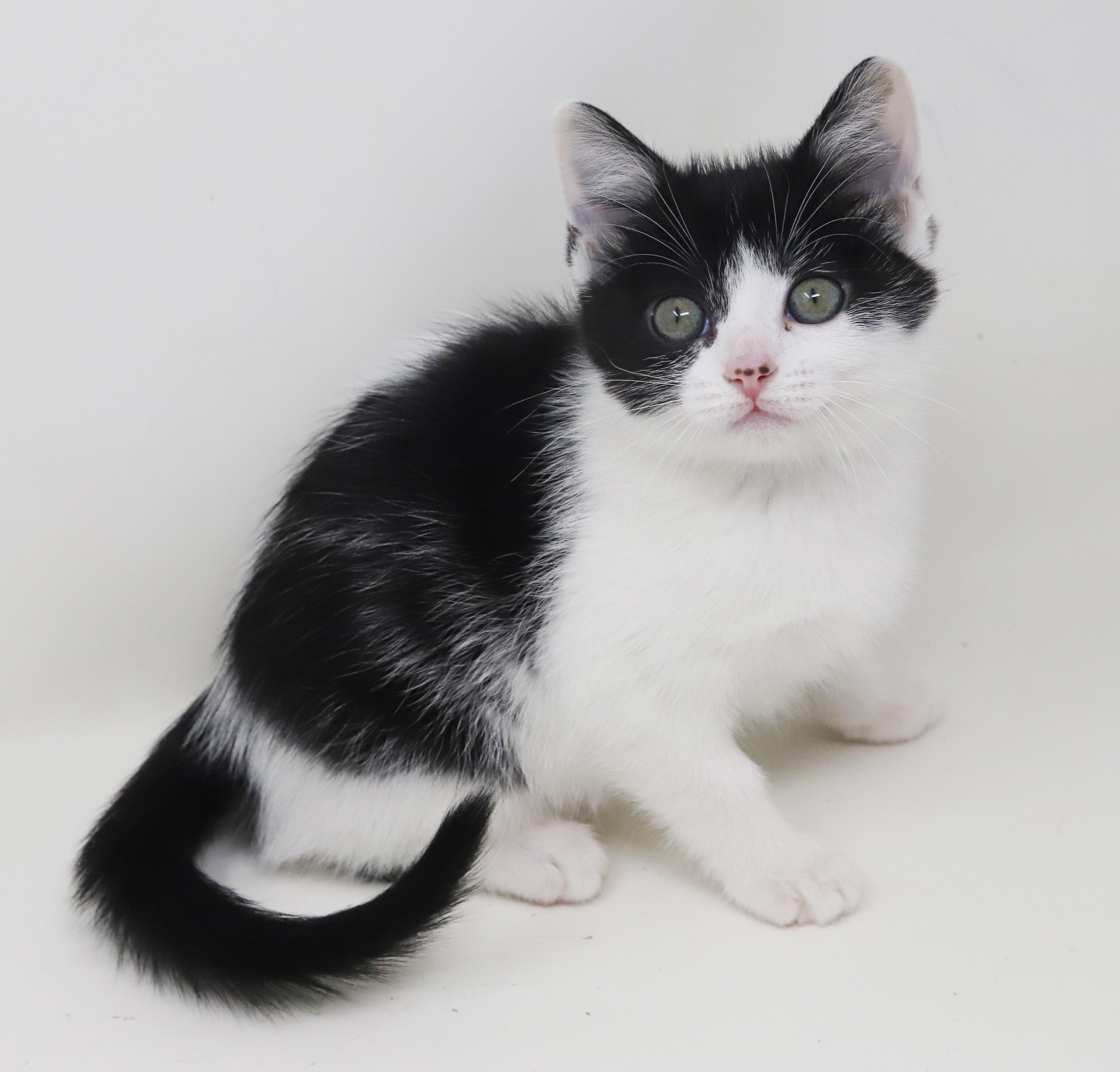 Oreo Is Only The thumbnail 2