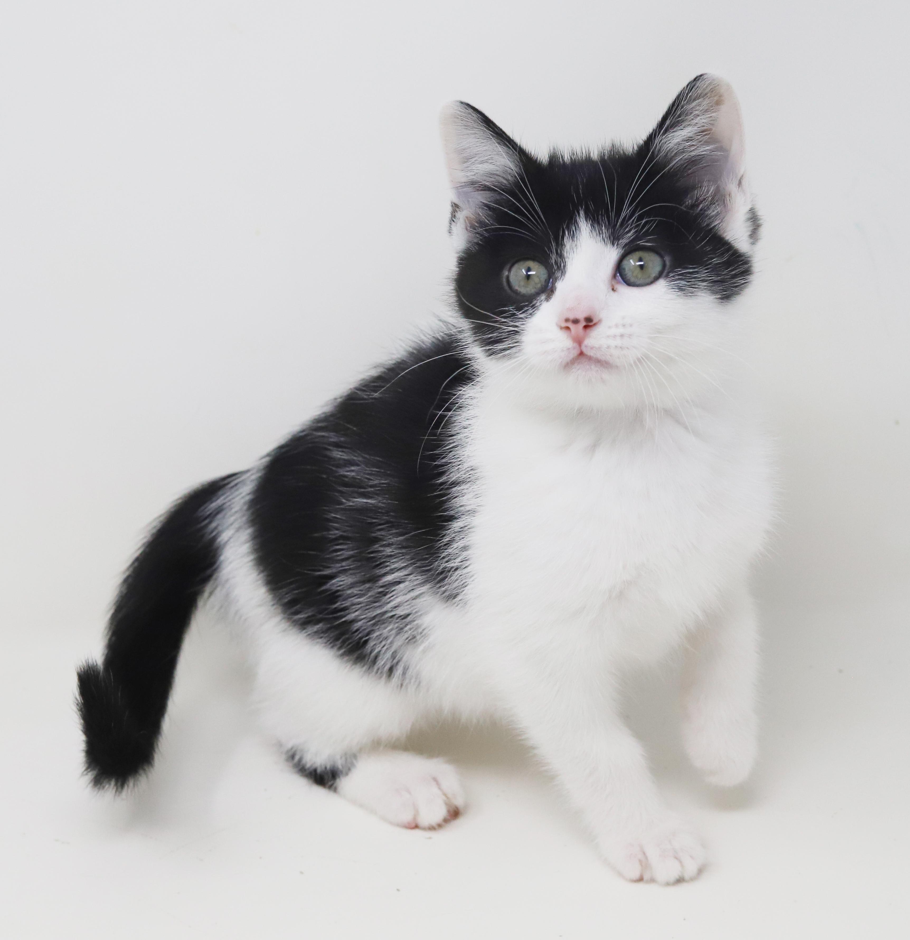 Oreo Is Only The thumbnail 3