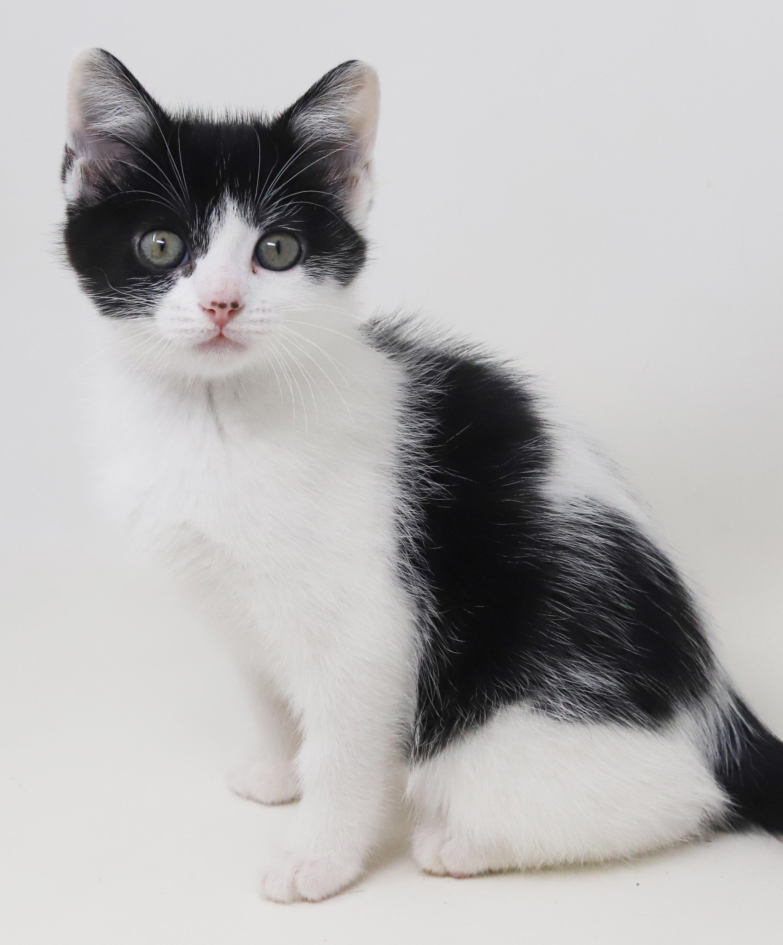 Oreo Is Only The thumbnail 4