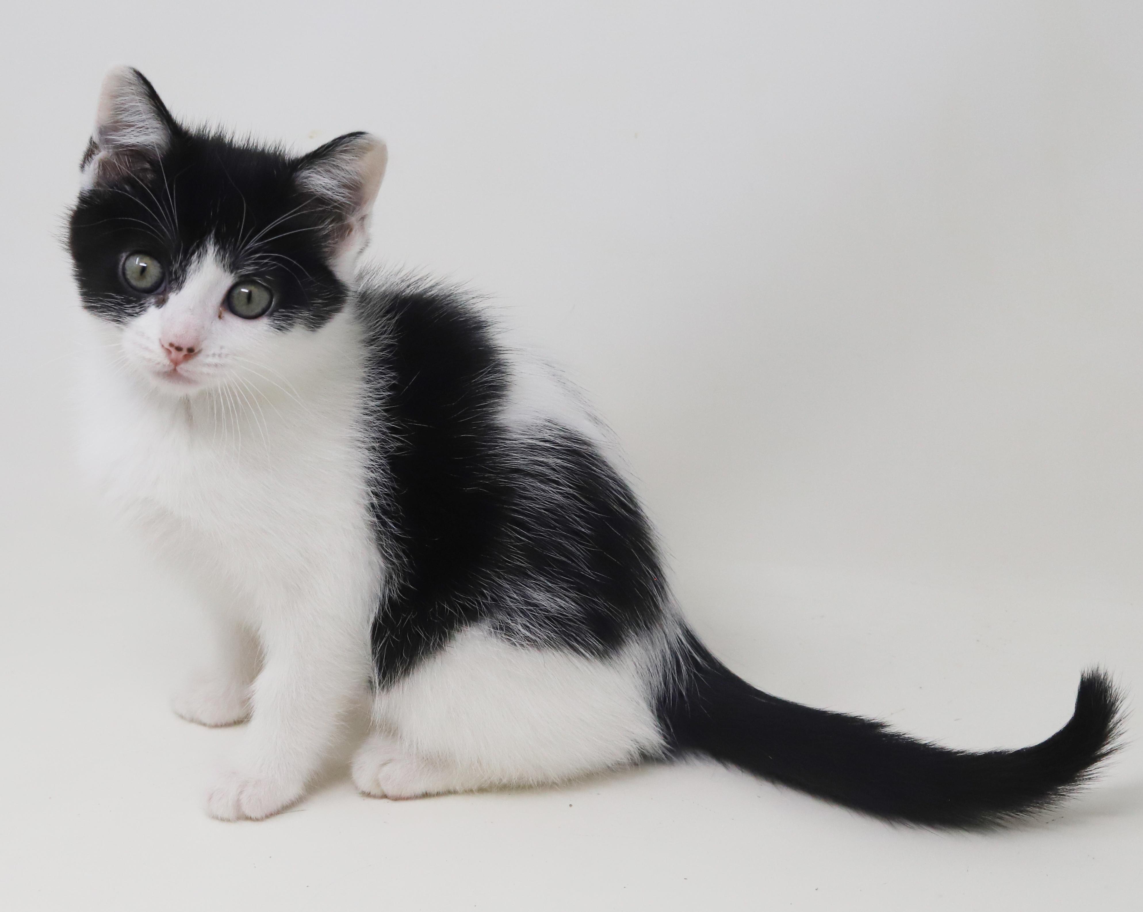 Oreo Is Only The thumbnail 5