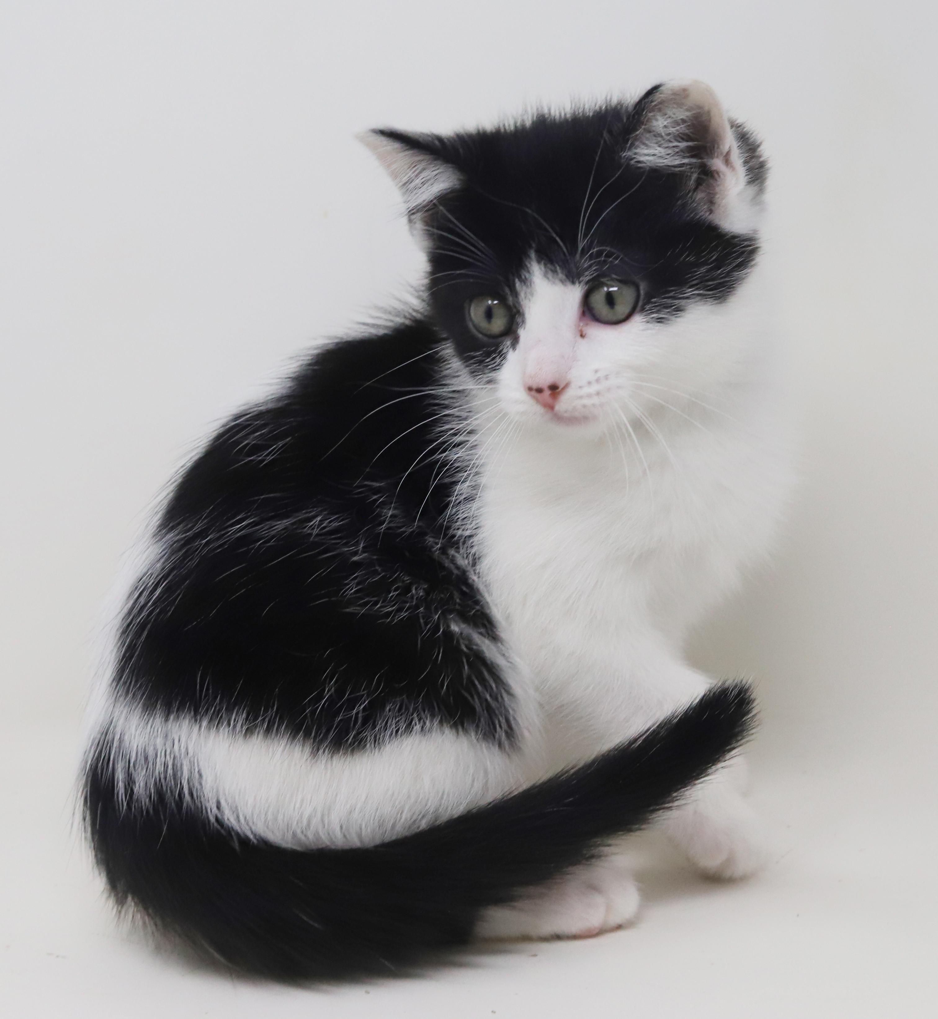 Oreo Is Only The thumbnail 6