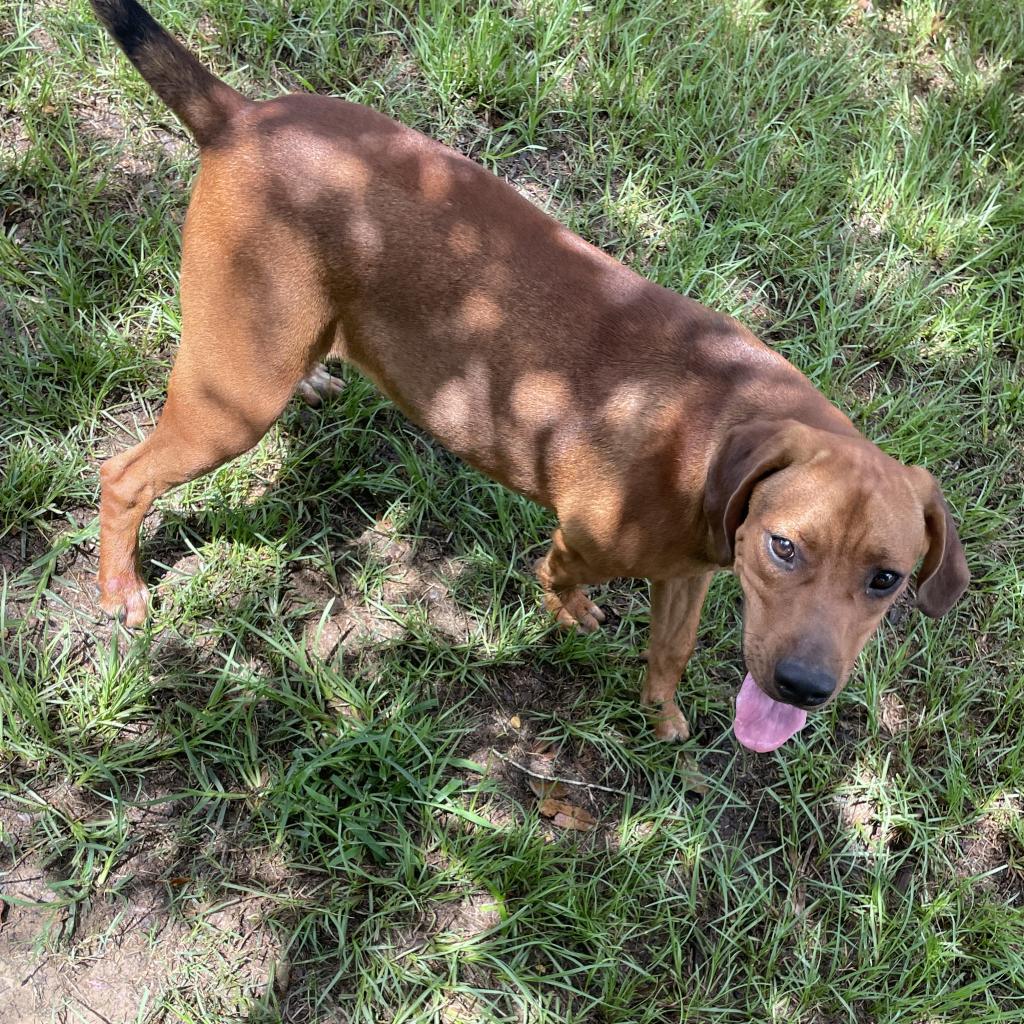 Enlarge Champ, a Adoptable Hound in Wiggins, MS image 2/5
