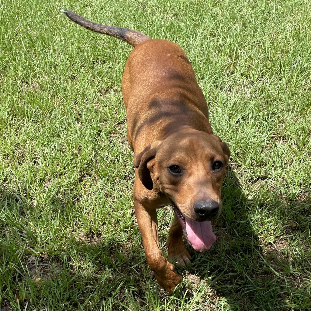 Enlarge Champ, a Adoptable Hound in Wiggins, MS image 4/5