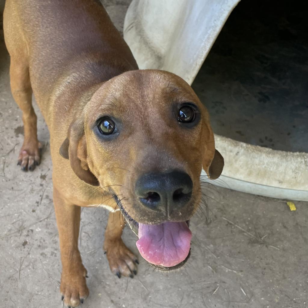 Enlarge Champ, a Adoptable Hound in Wiggins, MS image 3/5
