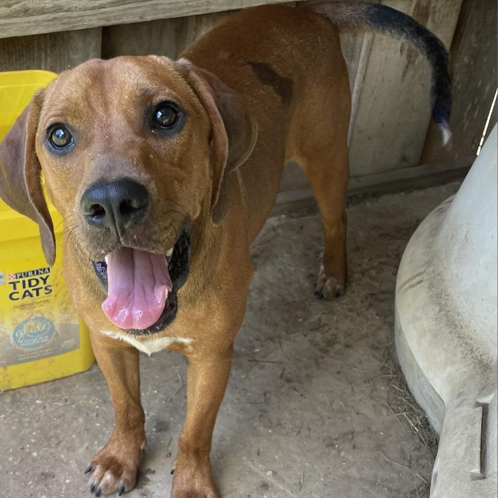 Enlarge Champ, a Adoptable Hound in Wiggins, MS image 5/5