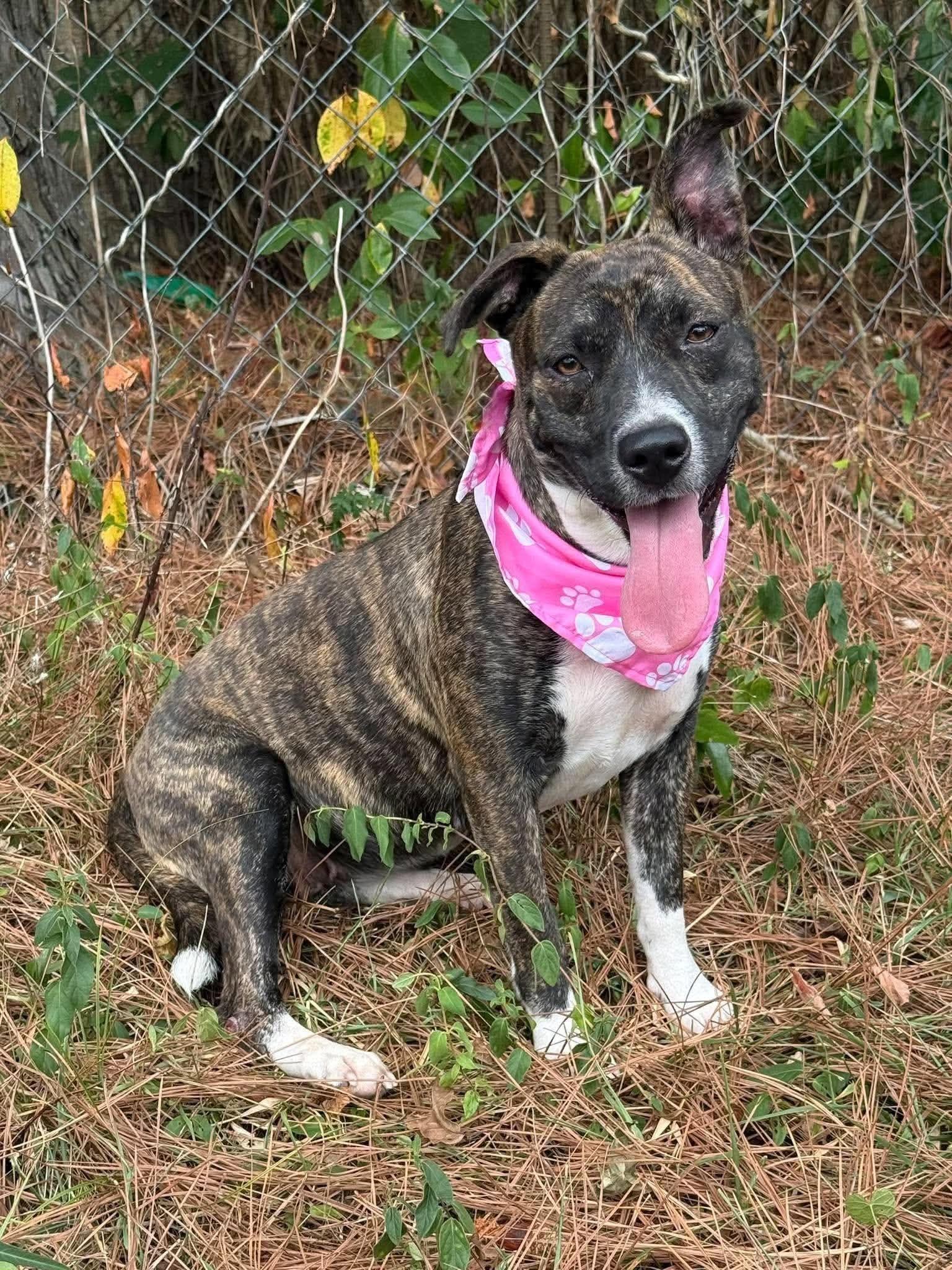 Skye, Adoptable, Young Female Mixed Breed.