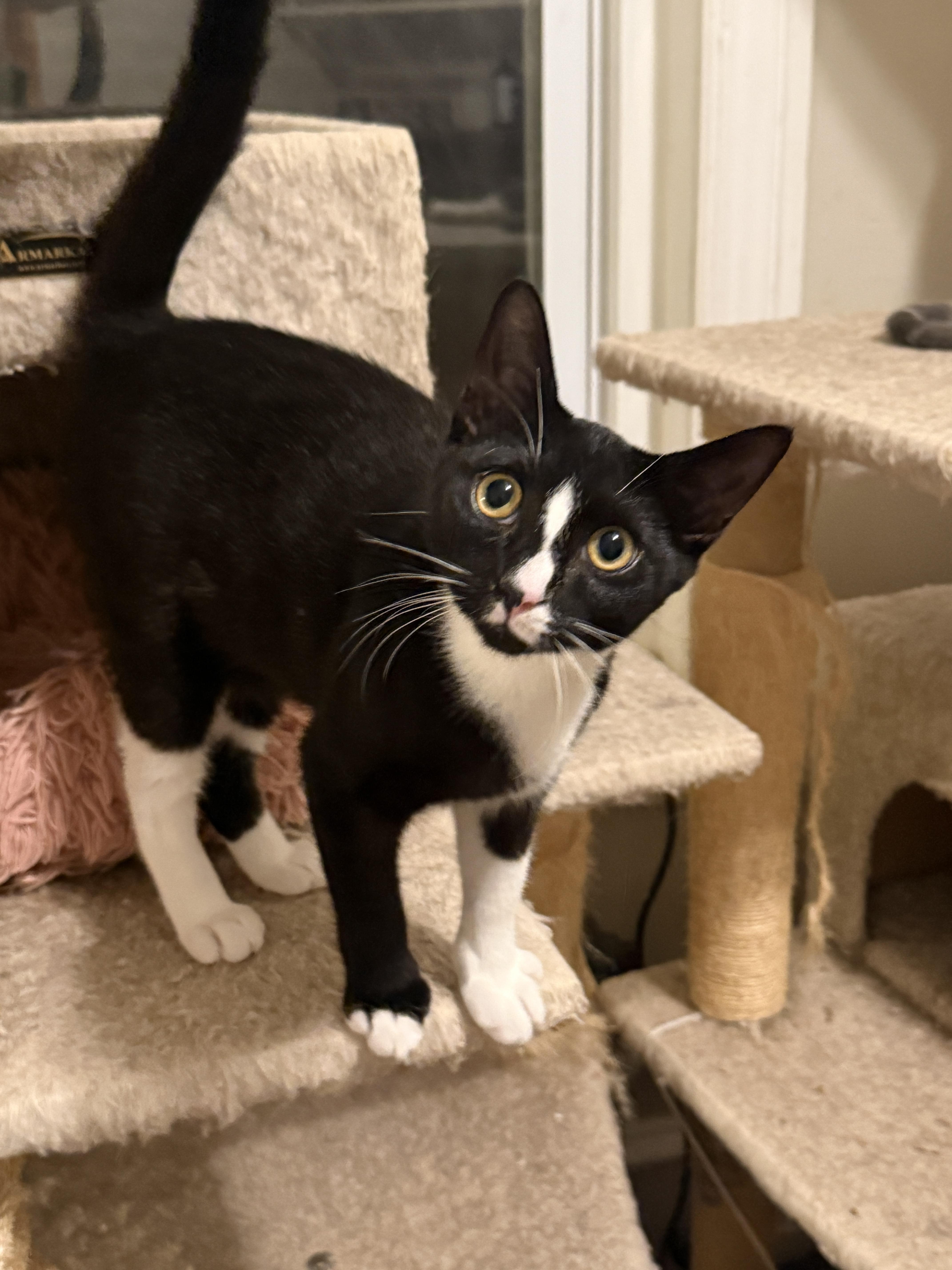 Teagan, Adoptable, Young Female Domestic Short Hair.