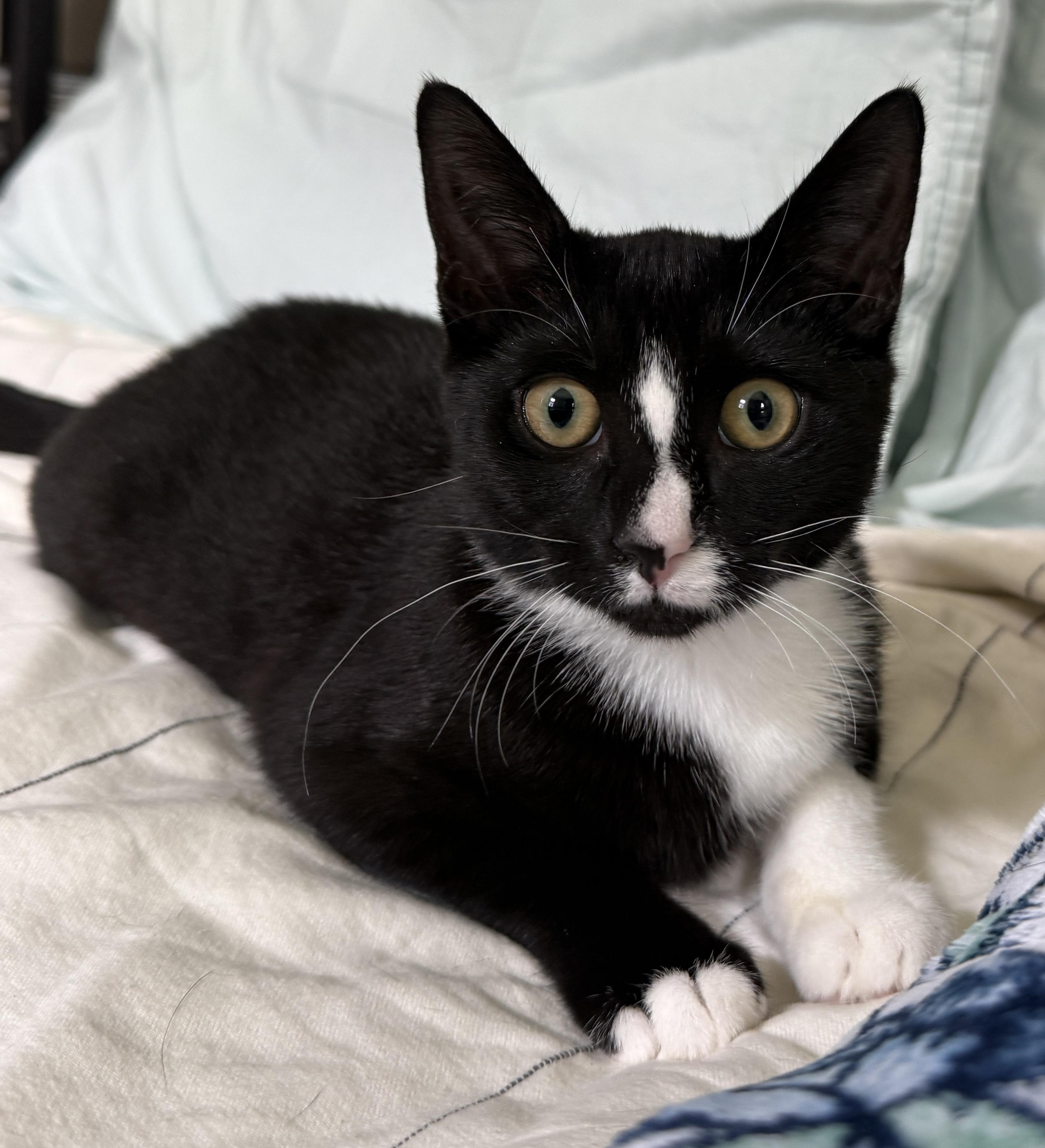 Enlarge Teagan, a Adoptable Domestic Short Hair in Philadelphia, PA image 2/6
