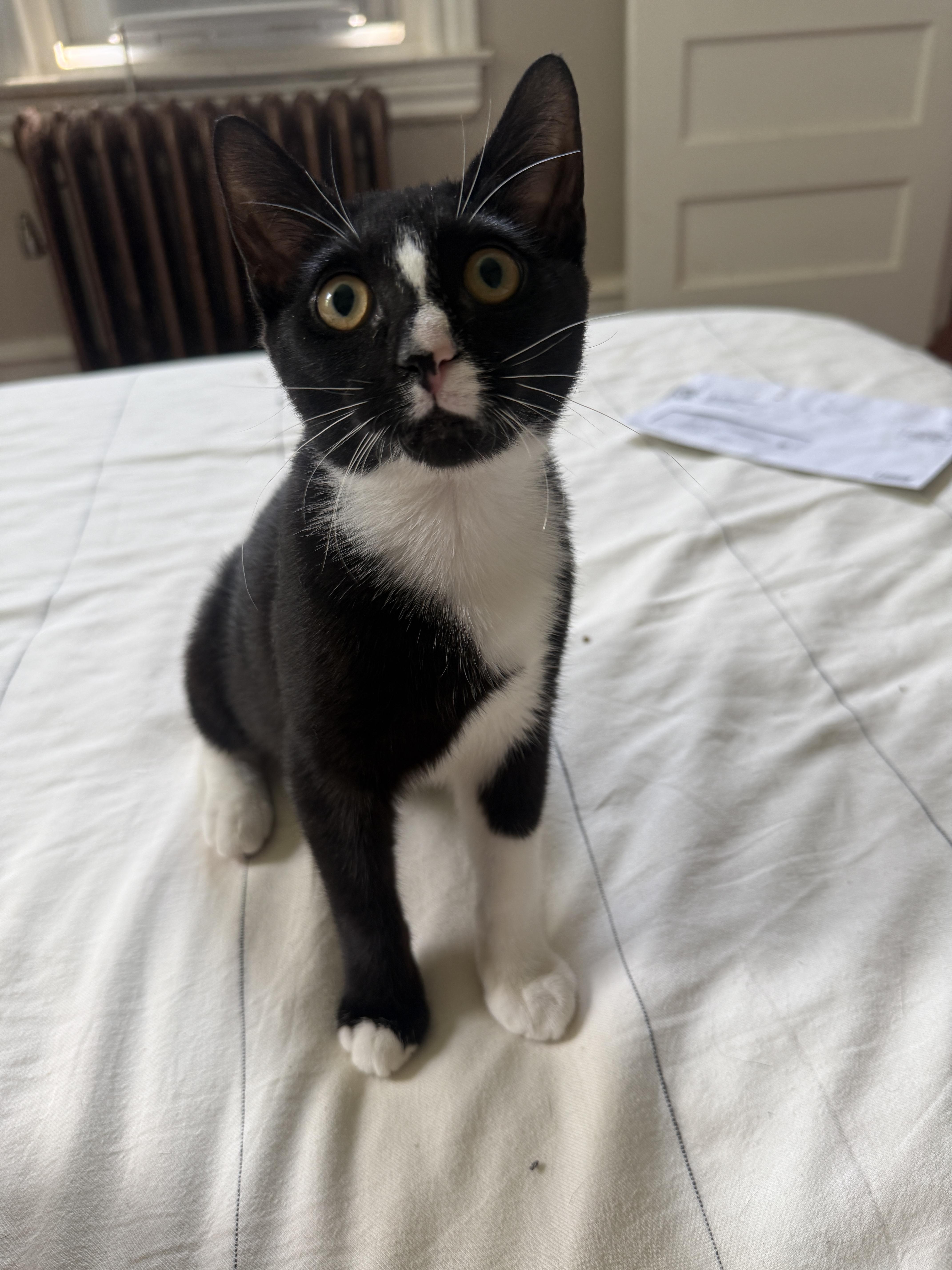 Enlarge Teagan, a Adoptable Domestic Short Hair in Philadelphia, PA image 3/6