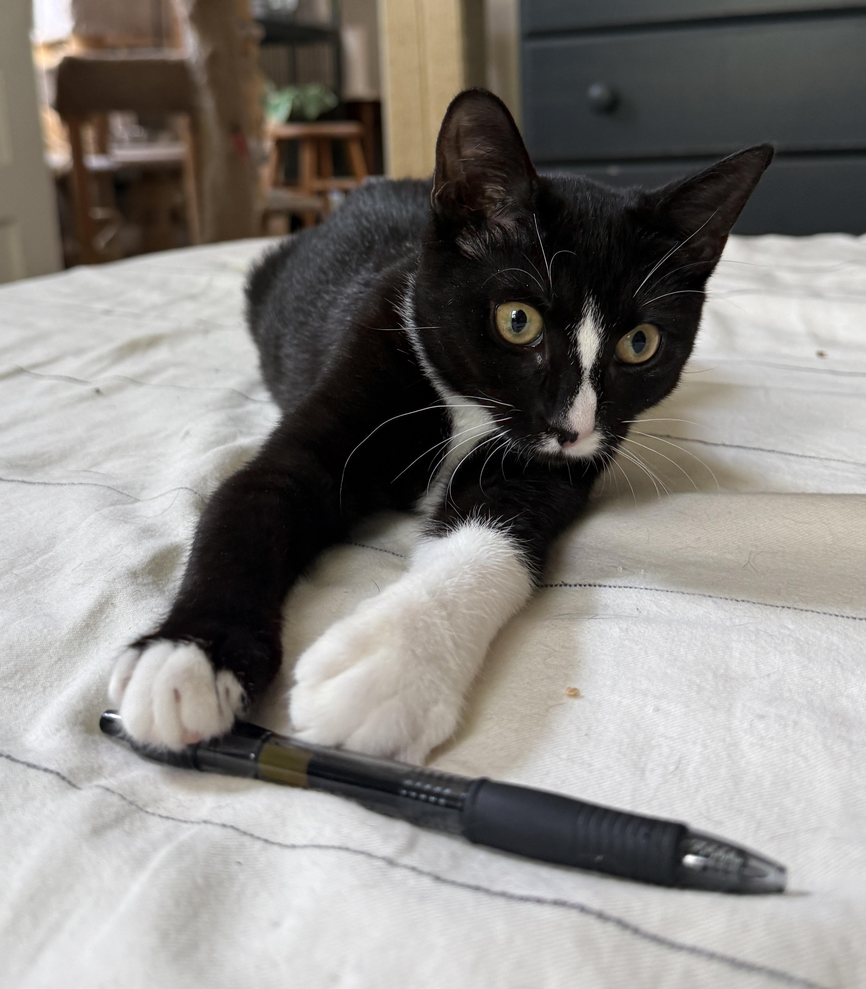 Enlarge Teagan, a Adoptable Domestic Short Hair in Philadelphia, PA image 4/6