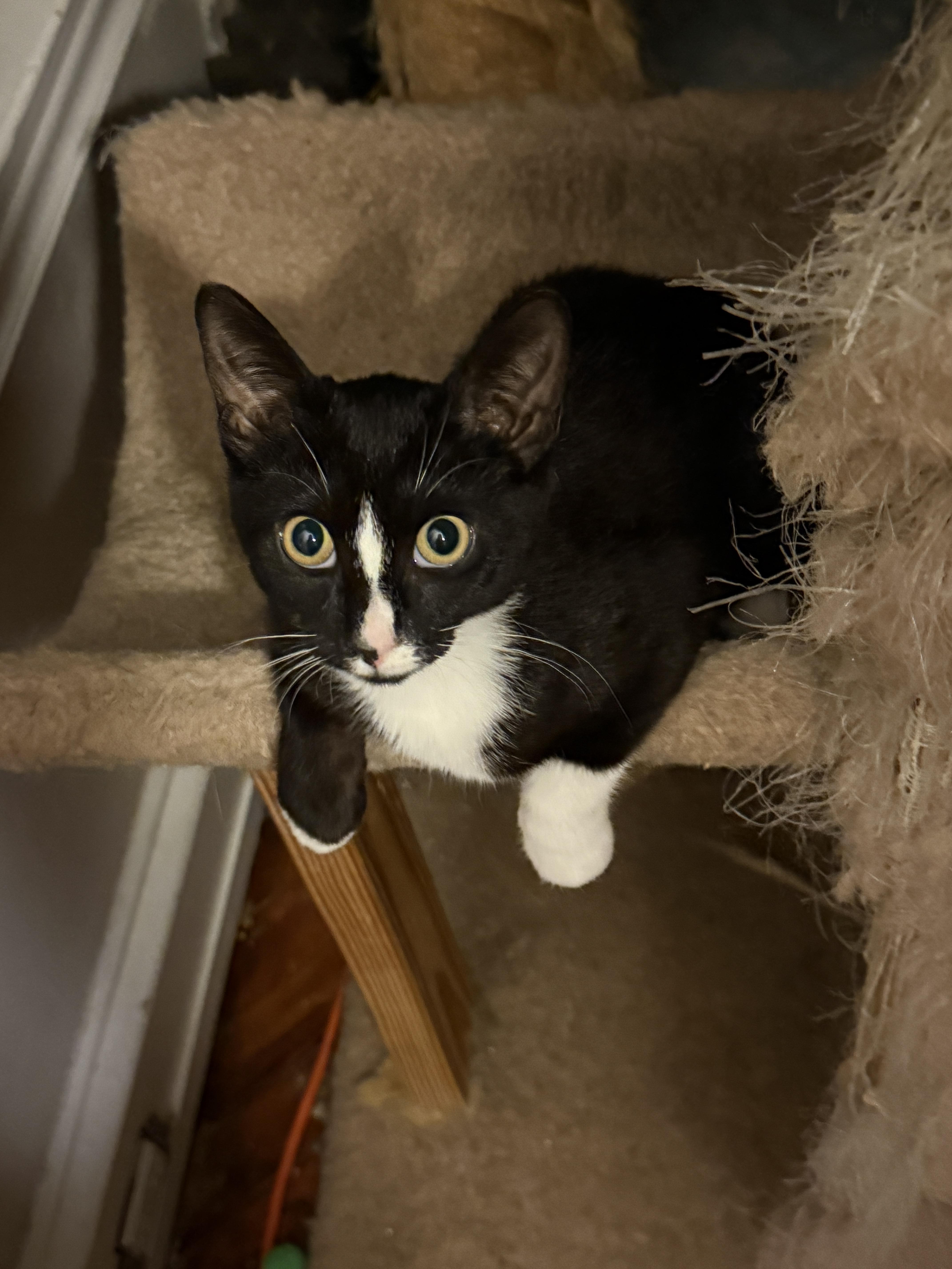 Enlarge Teagan, a Adoptable Domestic Short Hair in Philadelphia, PA image 5/6