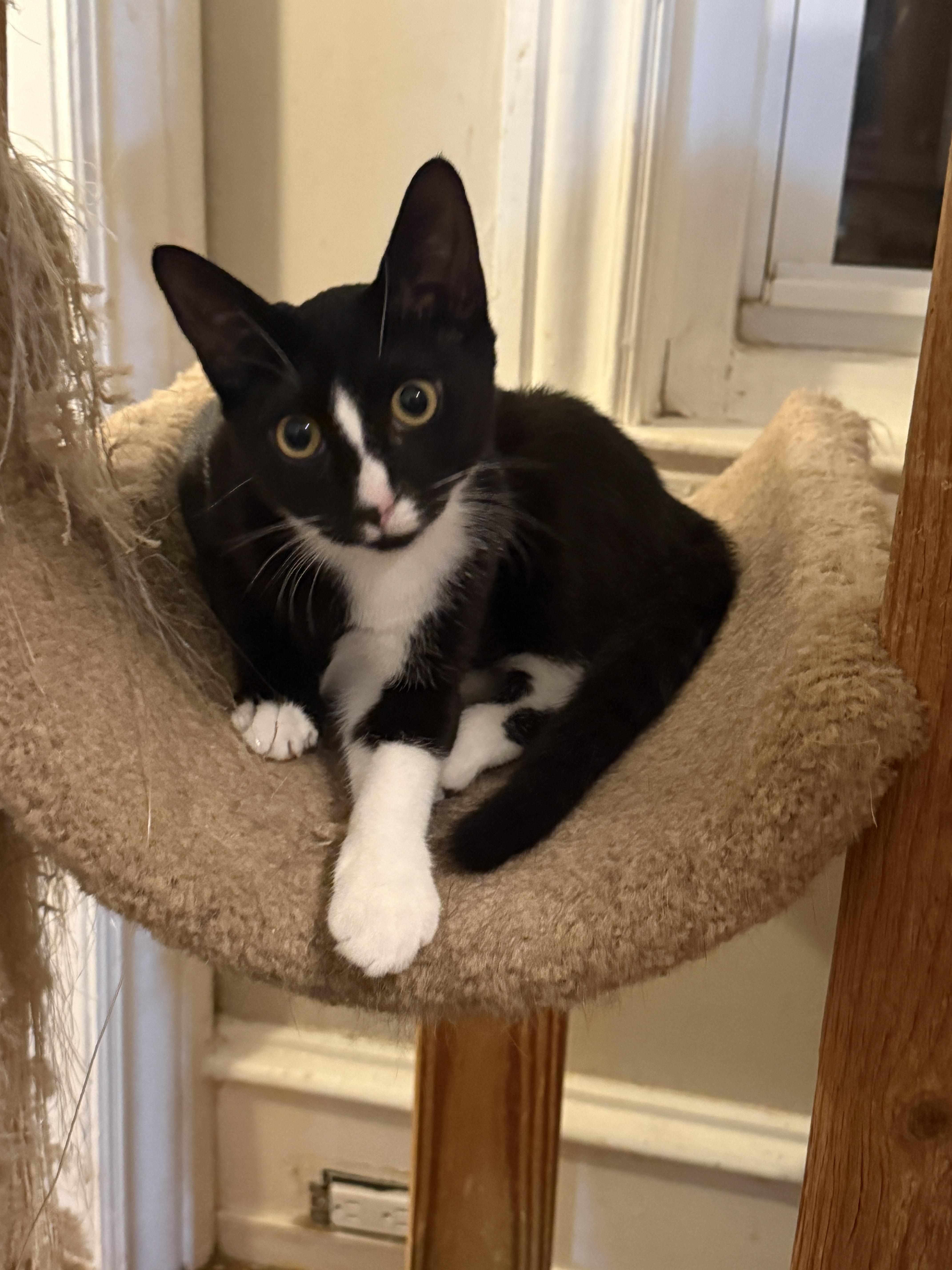 Enlarge Teagan, a Adoptable Domestic Short Hair in Philadelphia, PA image 6/6