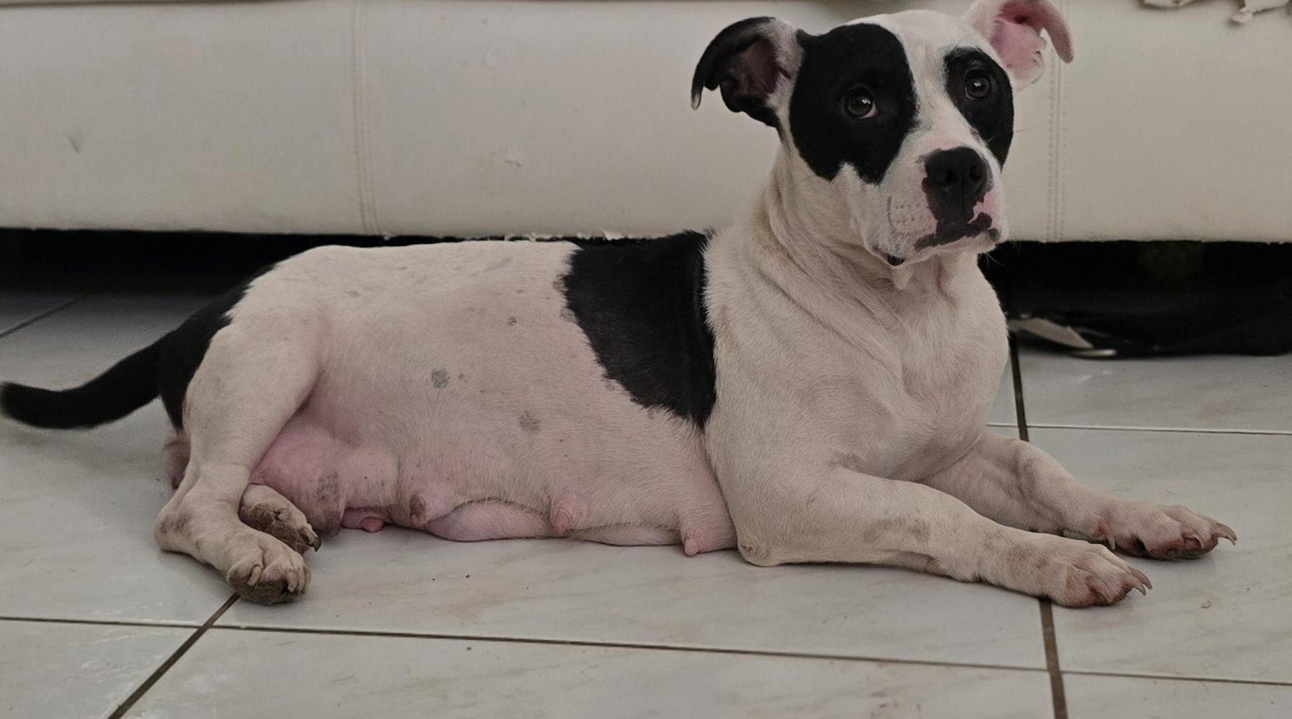 Precious, a Adoptable mixed breed in Kissimmee, FL image 1/2