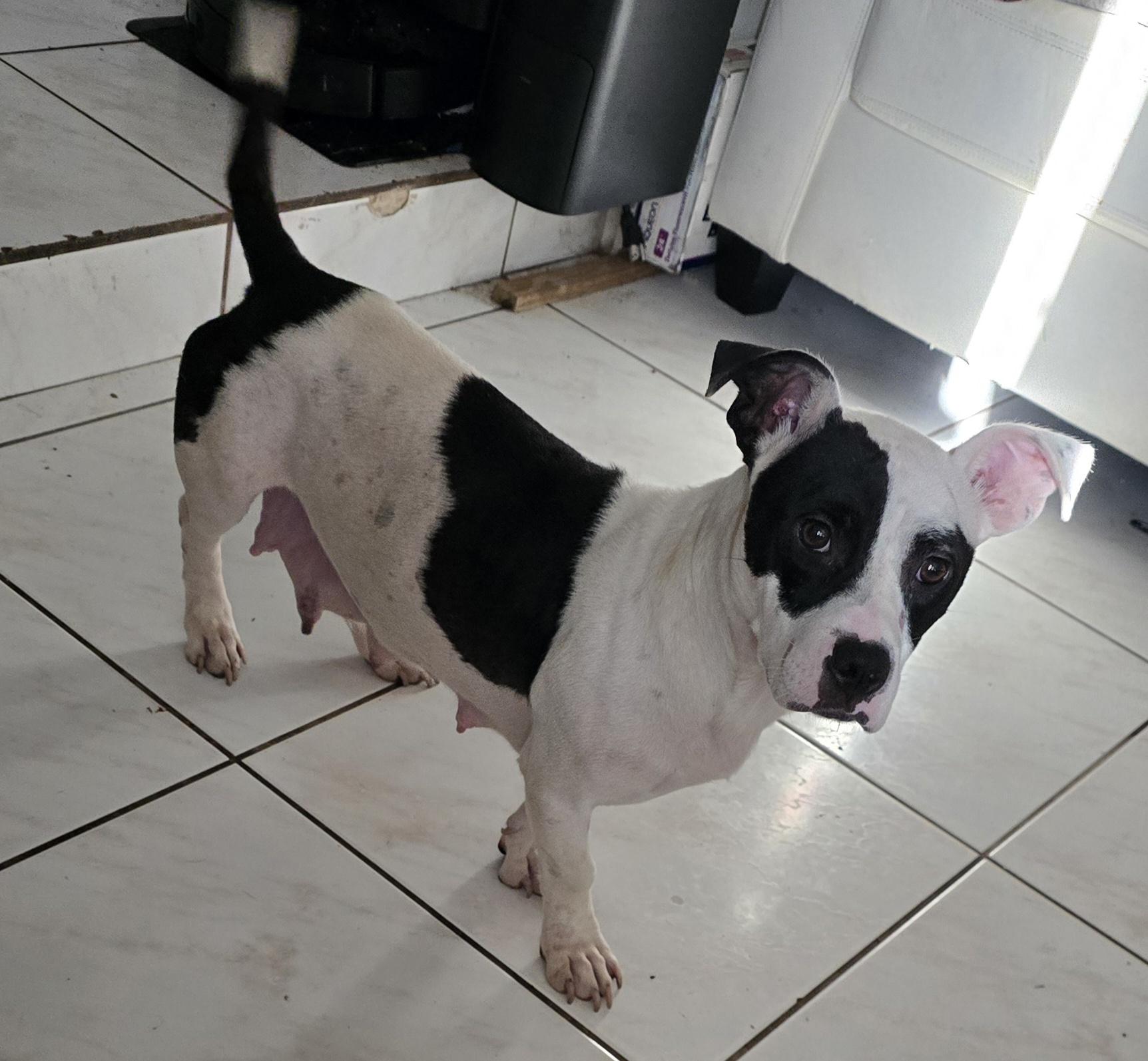 Precious, a Adoptable mixed breed in Kissimmee, FL image 2/2