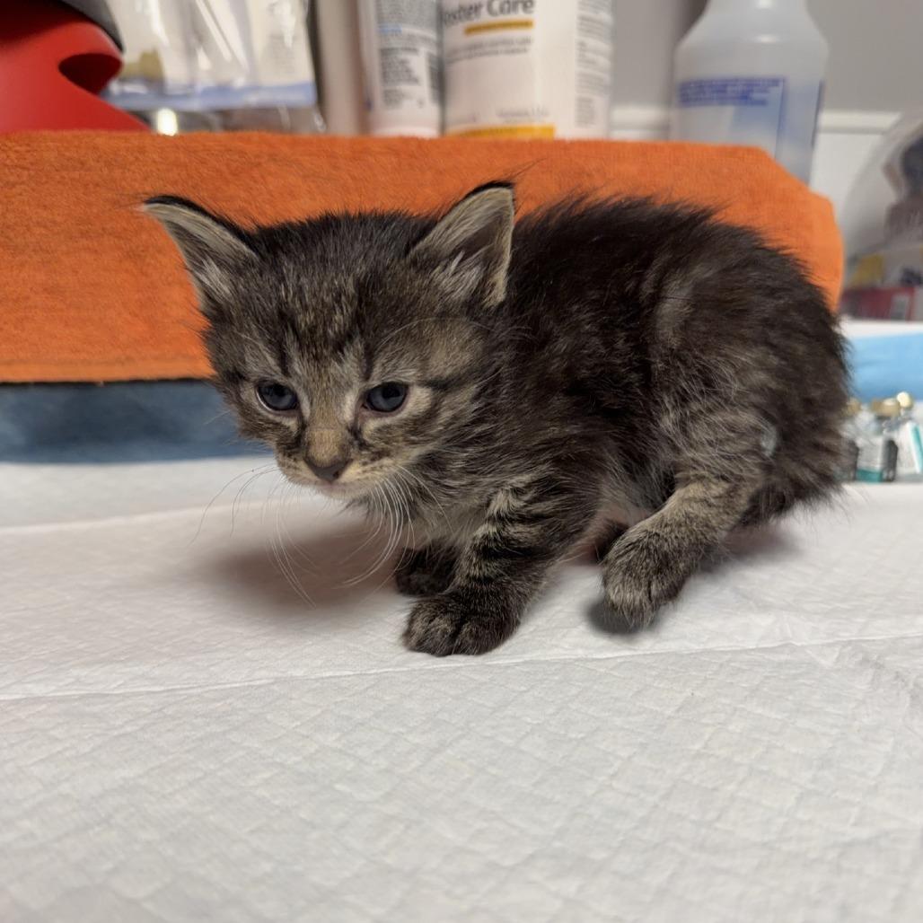 Galaxy Annihilator, adopted, Young Female Domestic Medium Hair.
